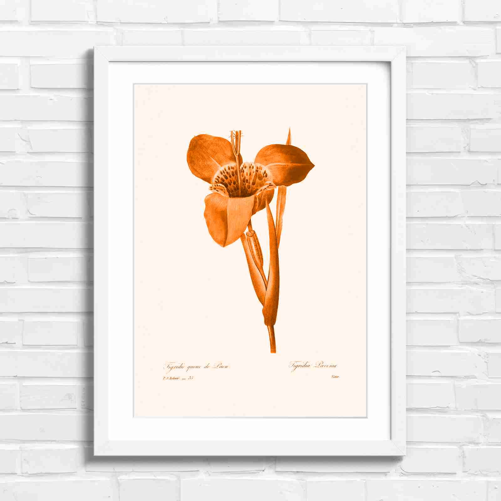 Vintage Orange and Yellow Botanical Iris - Orange in White Frame