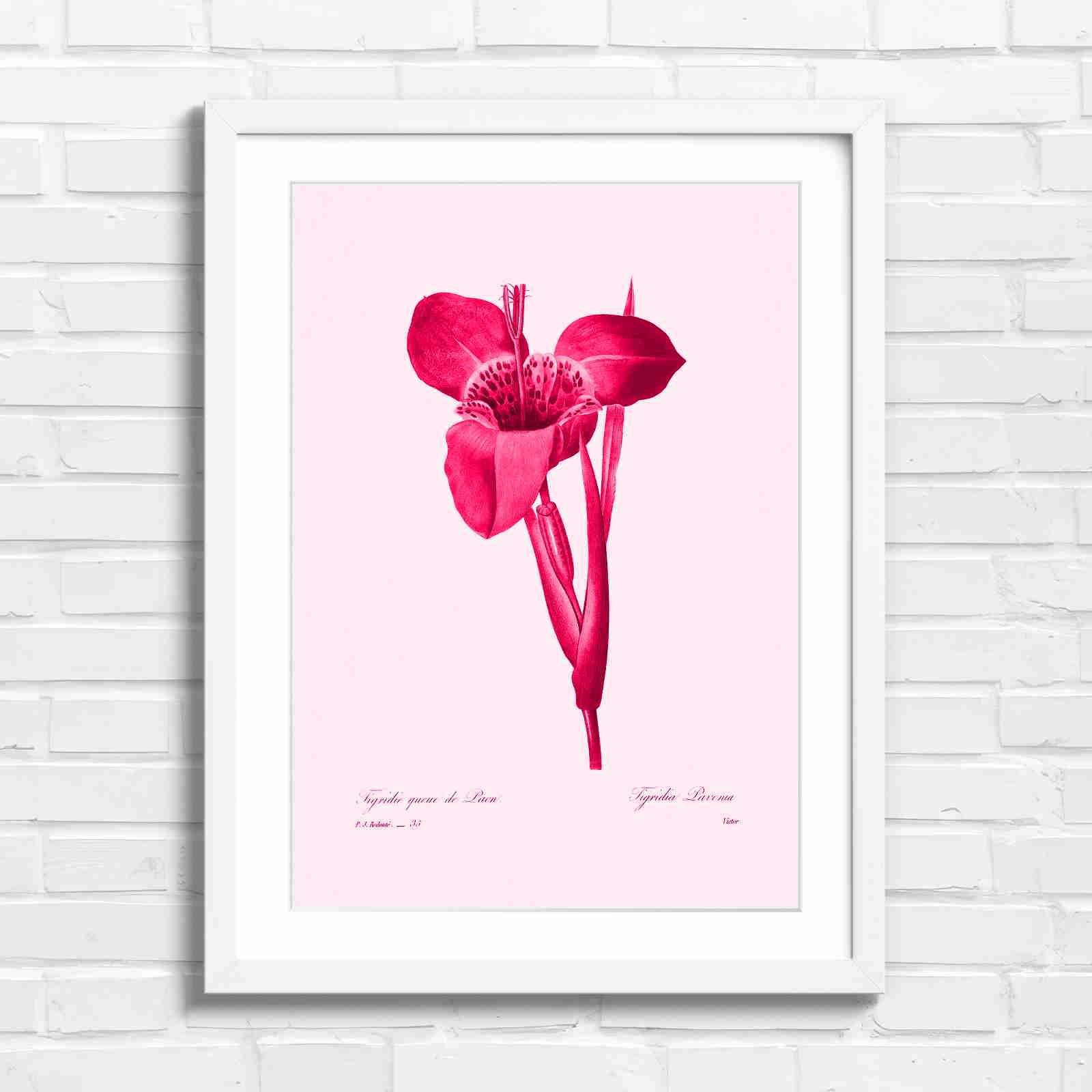 Vintage Orange and Yellow Botanical Iris - Pink in White Frame