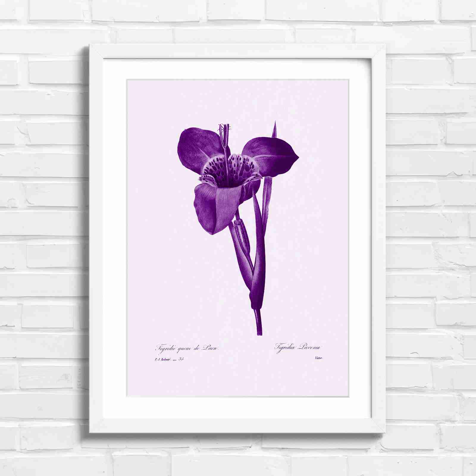 Vintage Orange and Yellow Botanical Iris - Purple in White Frame
