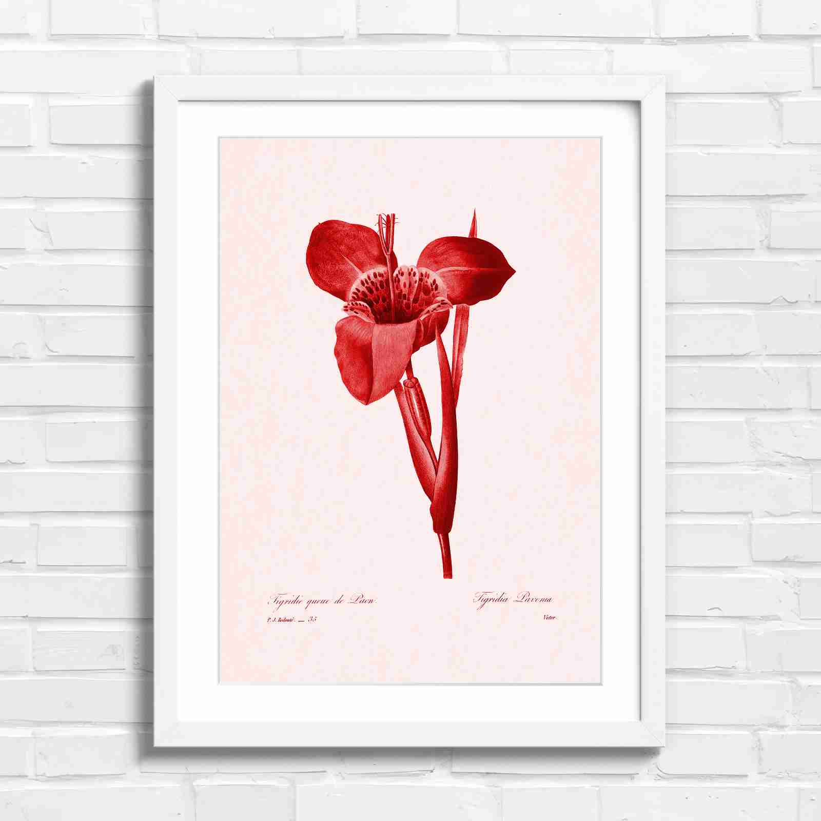 Vintage Orange and Yellow Botanical Iris - Red in White Frame