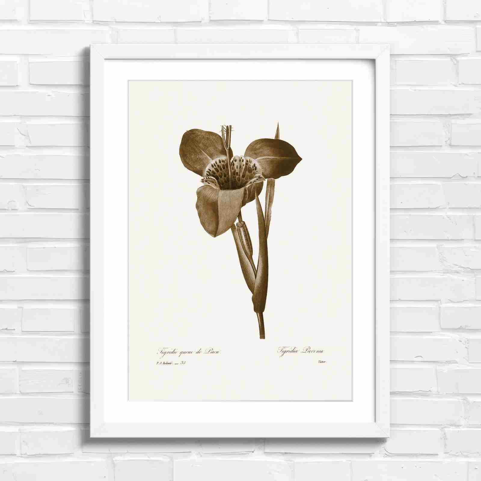 Vintage Orange and Yellow Botanical Iris - Sepia in White Frame