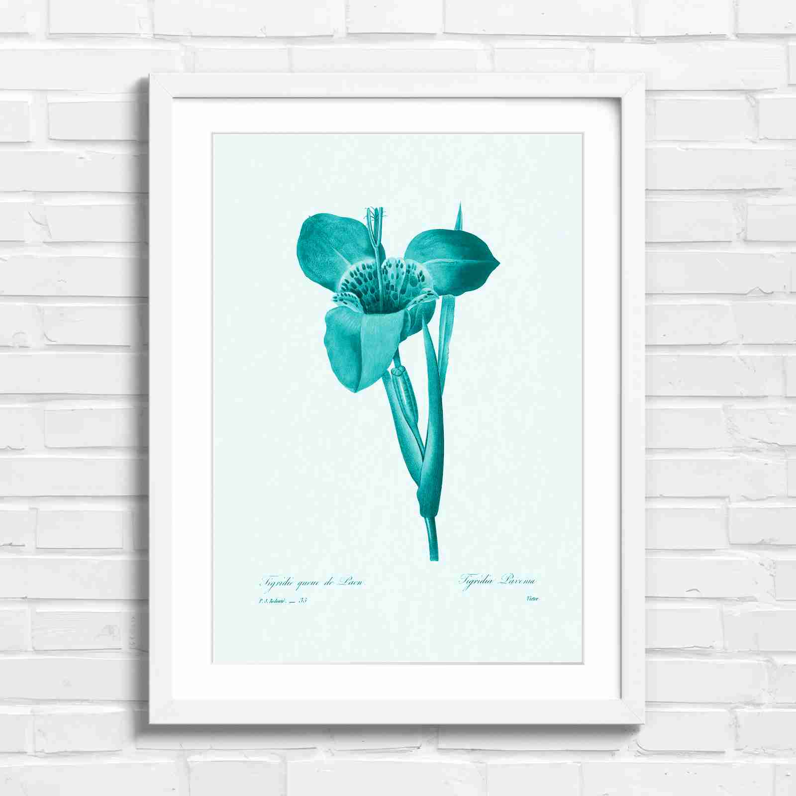 Vintage Orange and Yellow Botanical Iris - Teal in White Frame