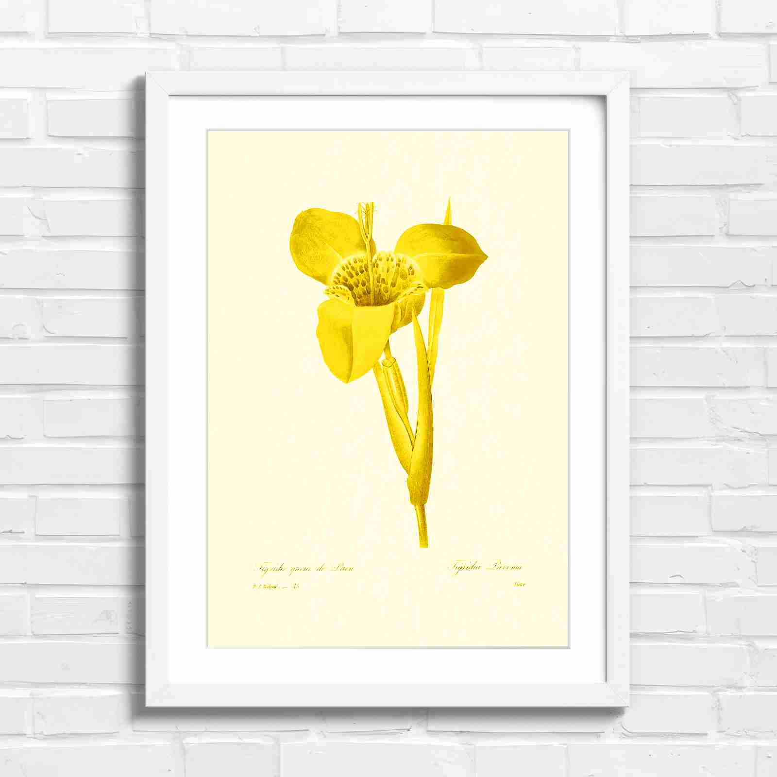 Vintage Orange and Yellow Botanical Iris - Yellow in White Frame