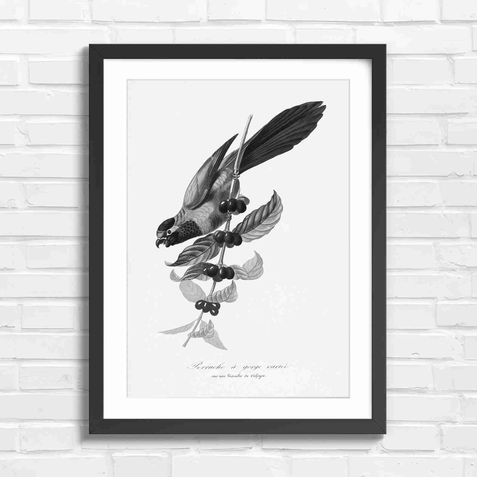 Vintage Parrot on Coffee Branch Art - Black & White in Black Frame
