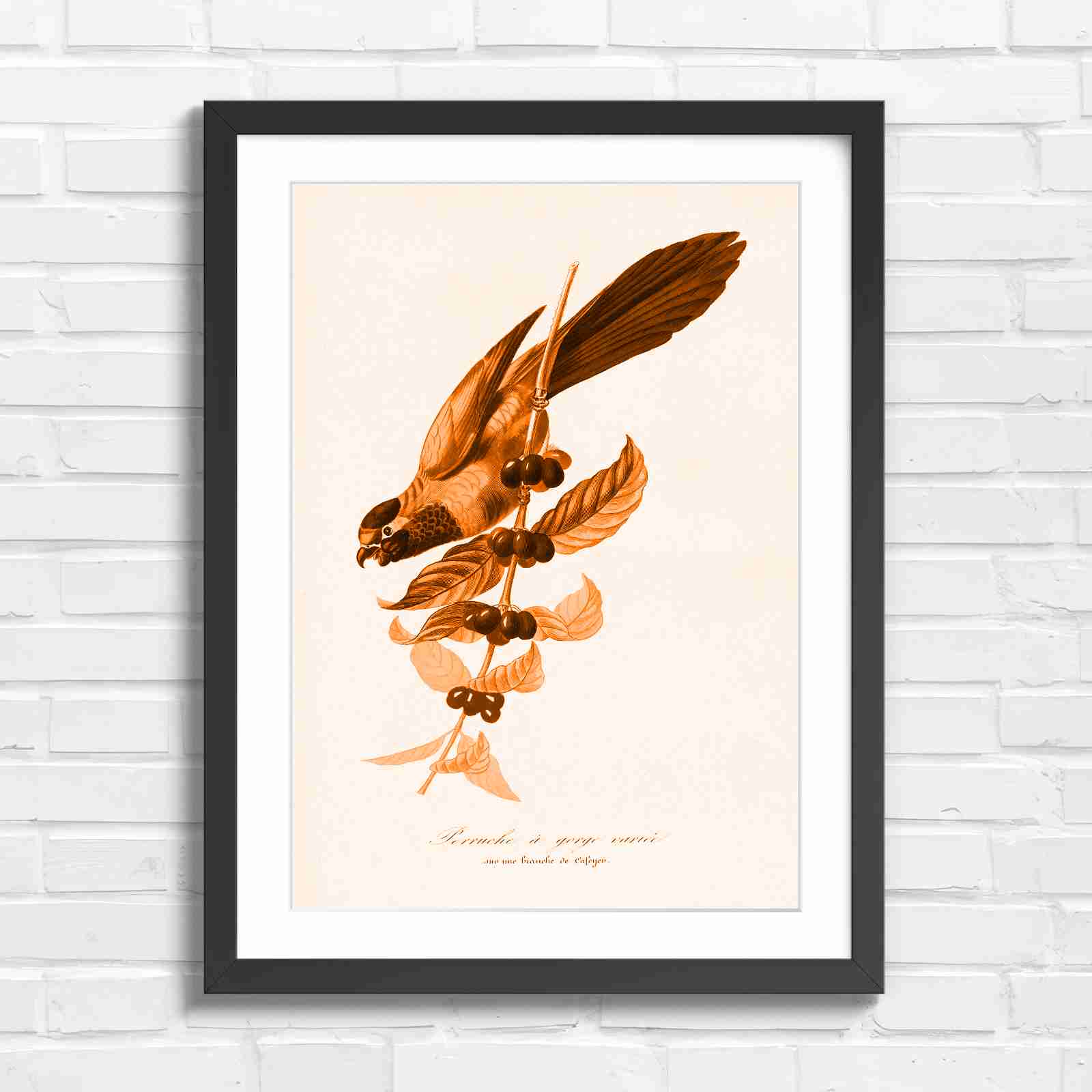 Vintage Parrot on Coffee Branch Art - Orange in Black Frame