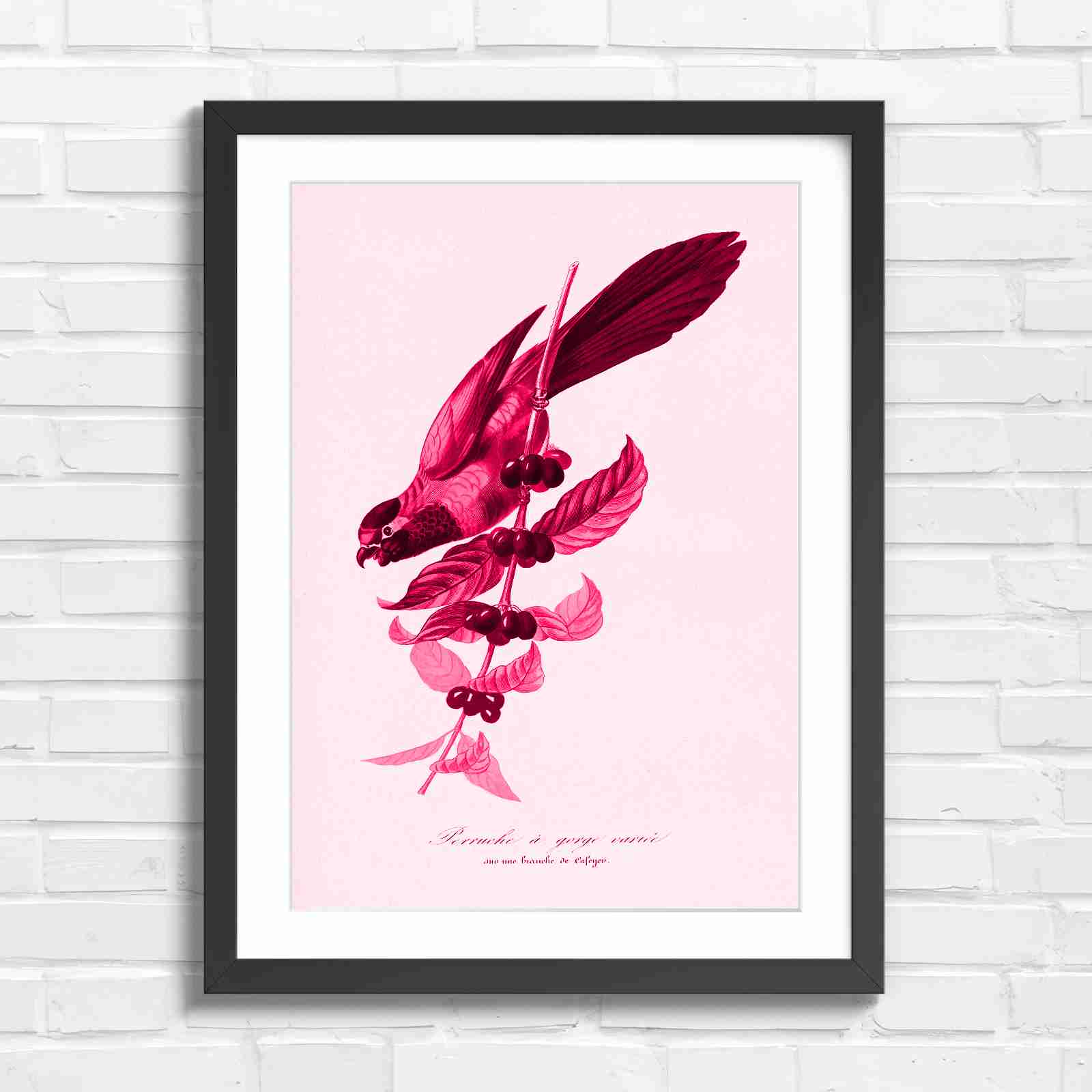 Vintage Parrot on Coffee Branch Art - Pink in Black Frame