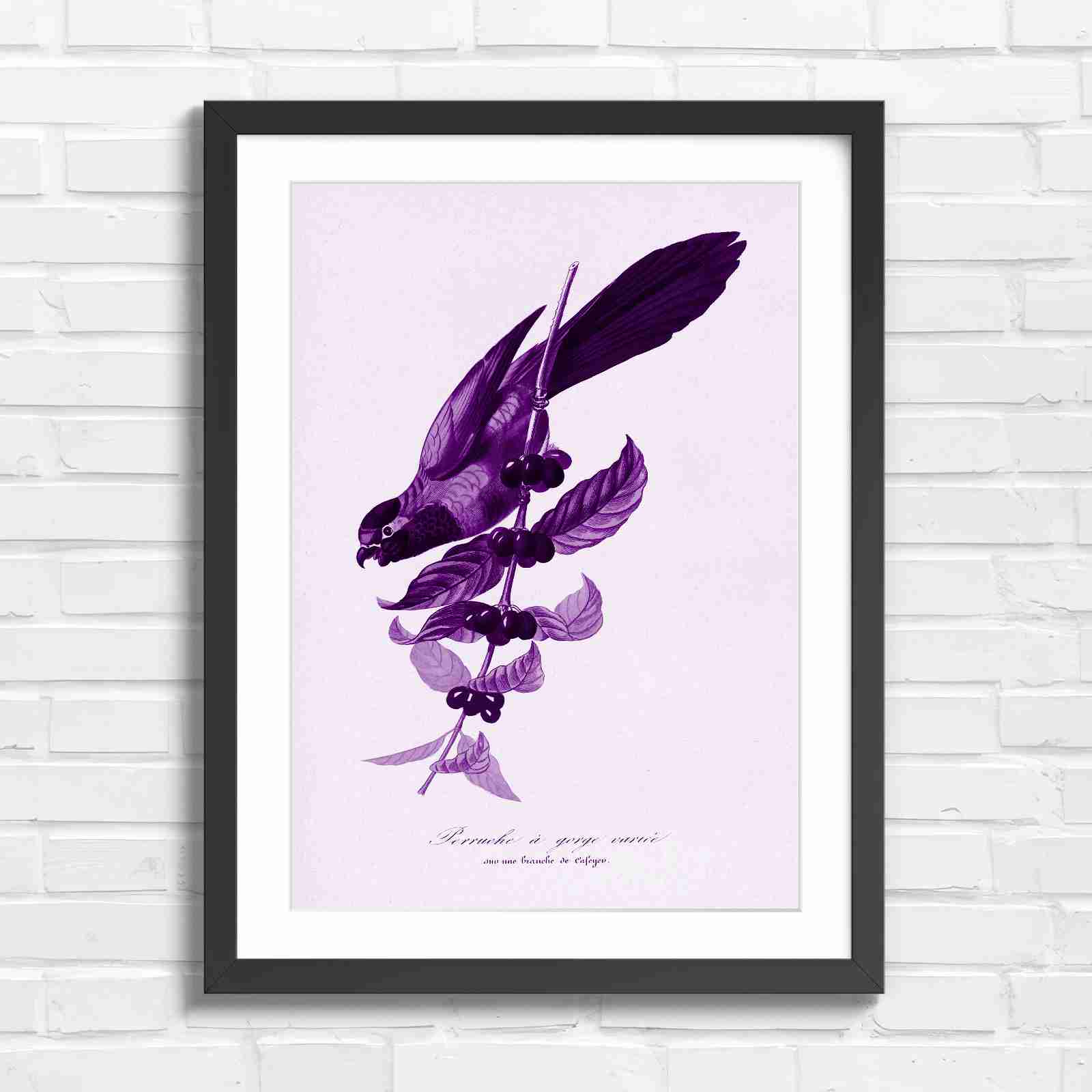 Vintage Parrot on Coffee Branch Art - Purple in Black Frame