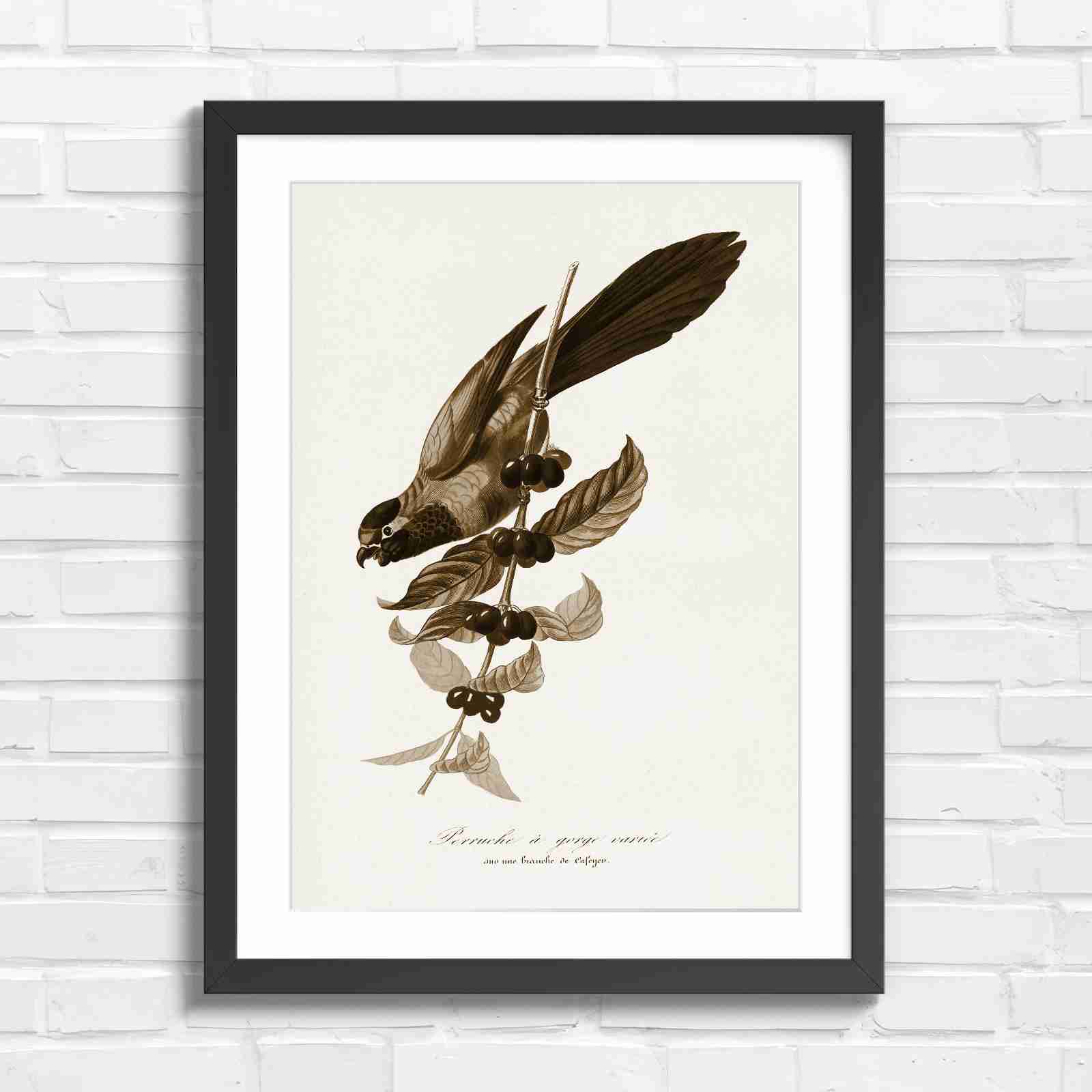 Vintage Parrot on Coffee Branch Art - Sepia in Black Frame