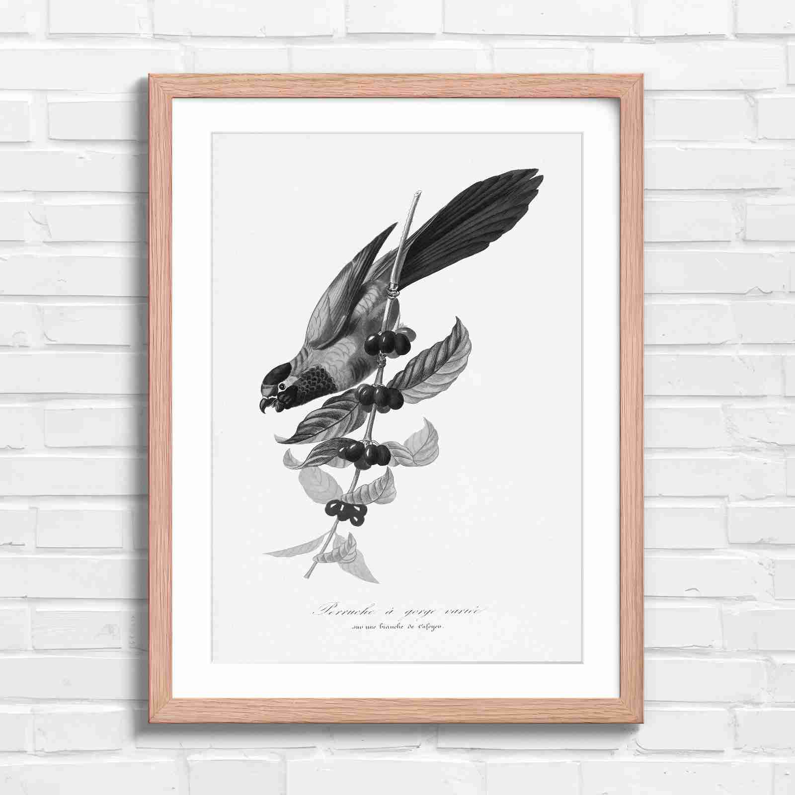 Vintage Parrot on Coffee Branch Art - Black & White in Oak Frame
