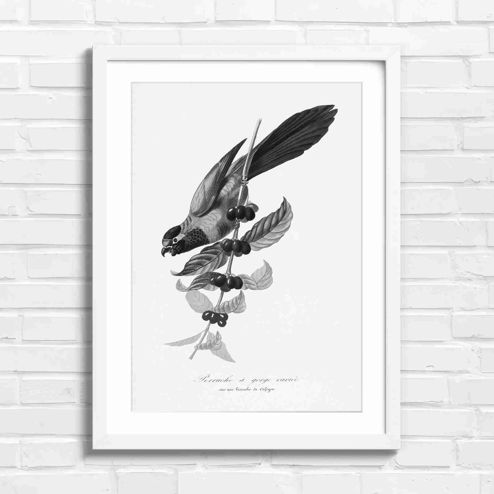 Vintage Parrot on Coffee Branch Art - Black & White in White Frame
