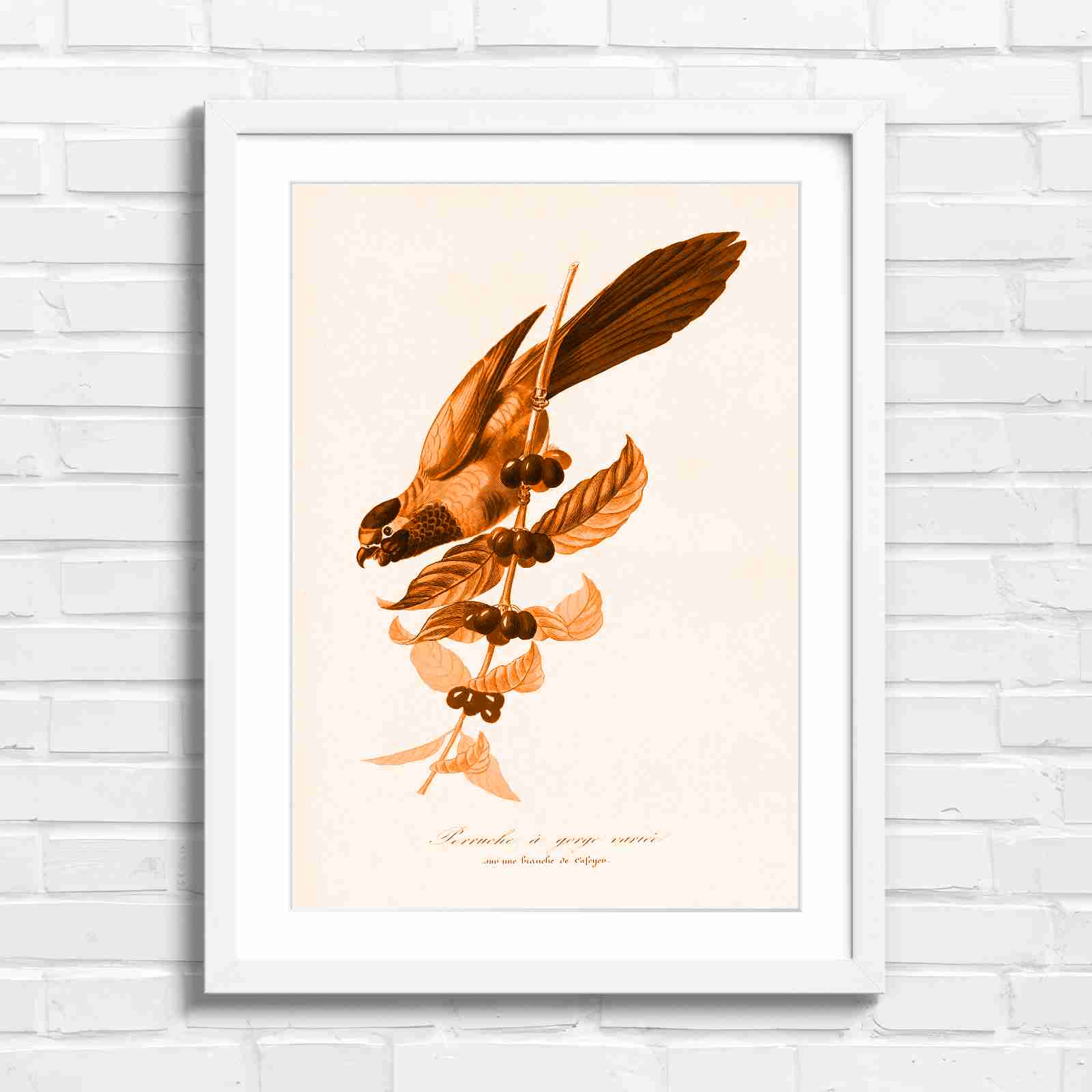 Vintage Parrot on Coffee Branch Art - Orange in White Frame