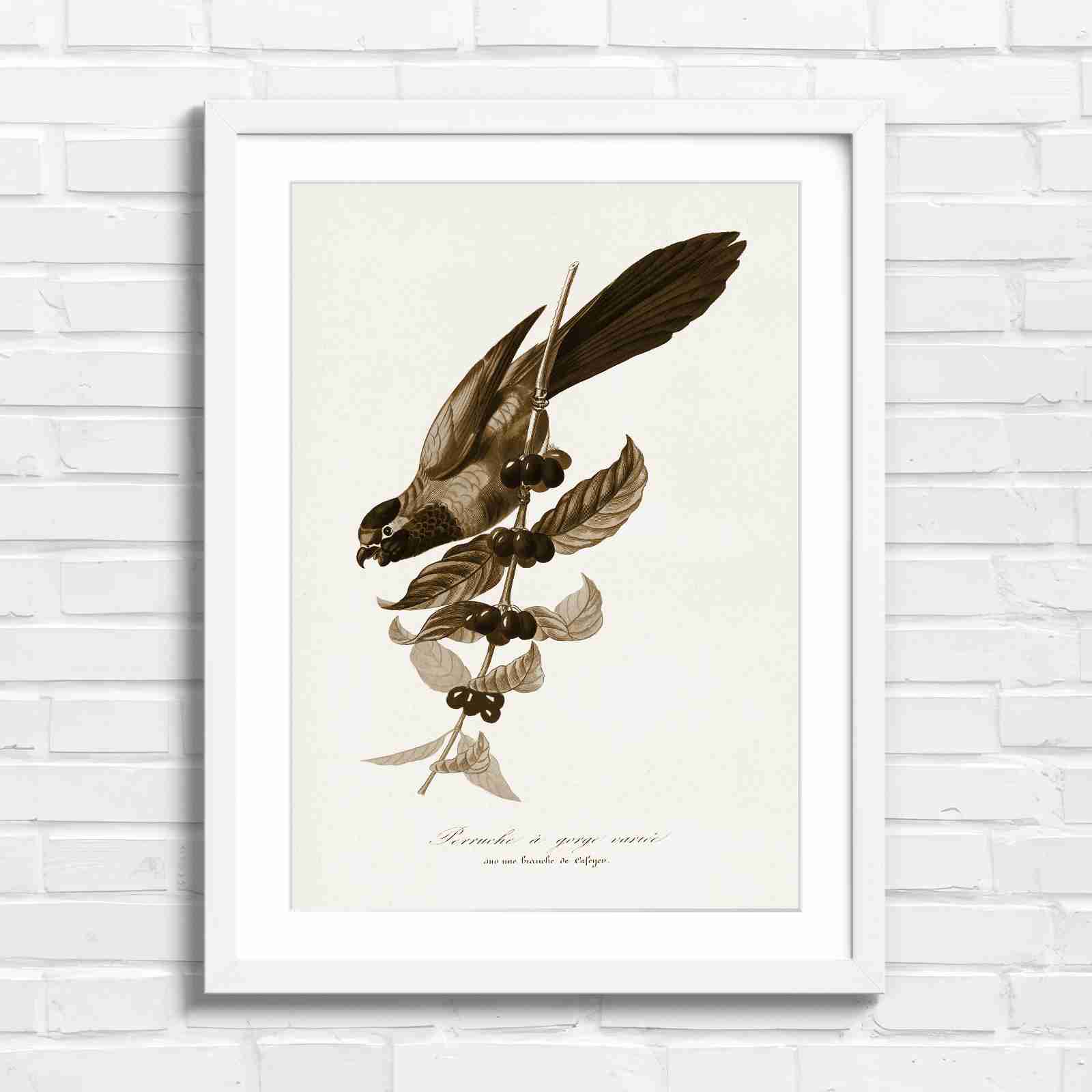 Vintage Parrot on Coffee Branch Art - Sepia in White Frame