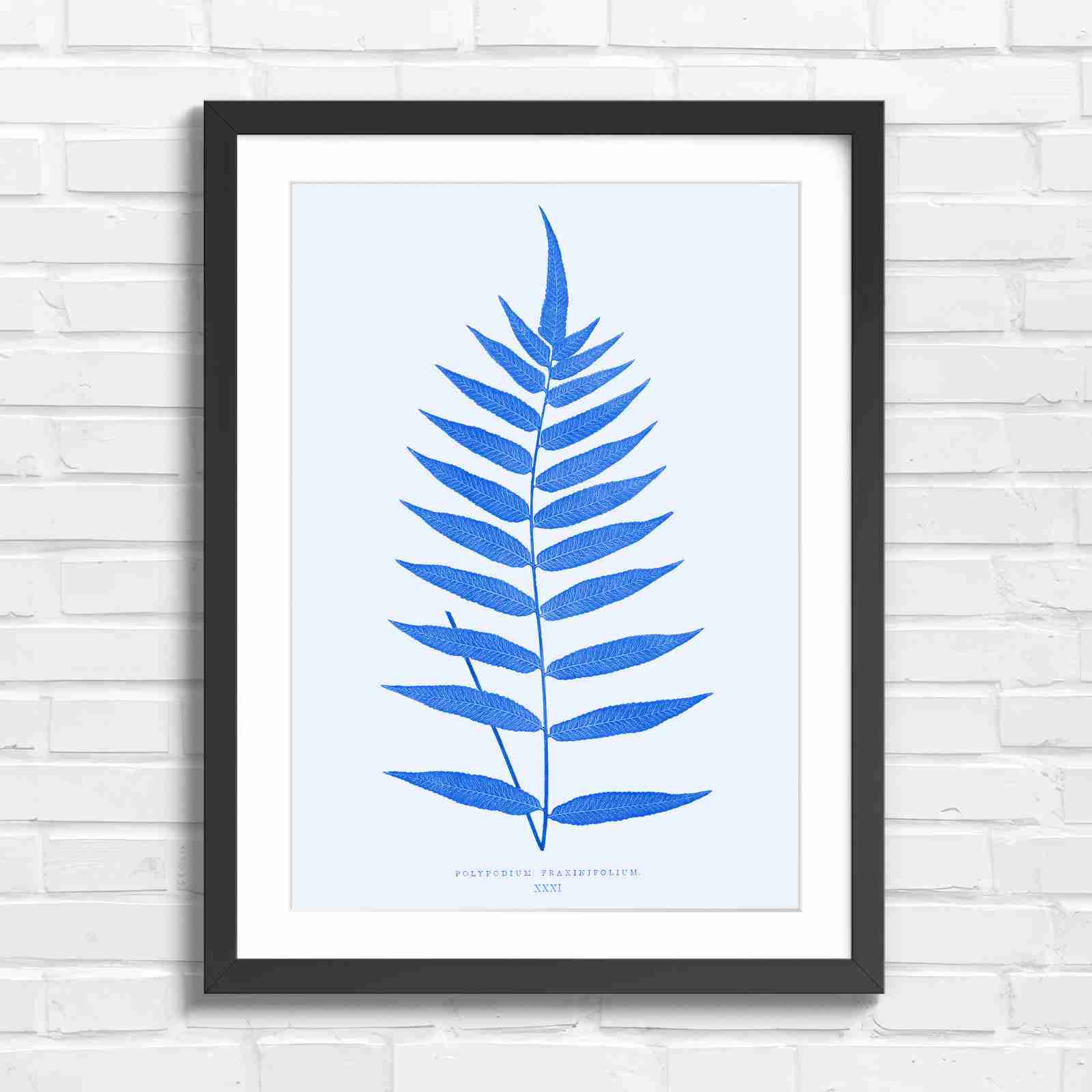Polypodium Fraxinifolium Fern Leaf Botanical - Blue in Black Frame
