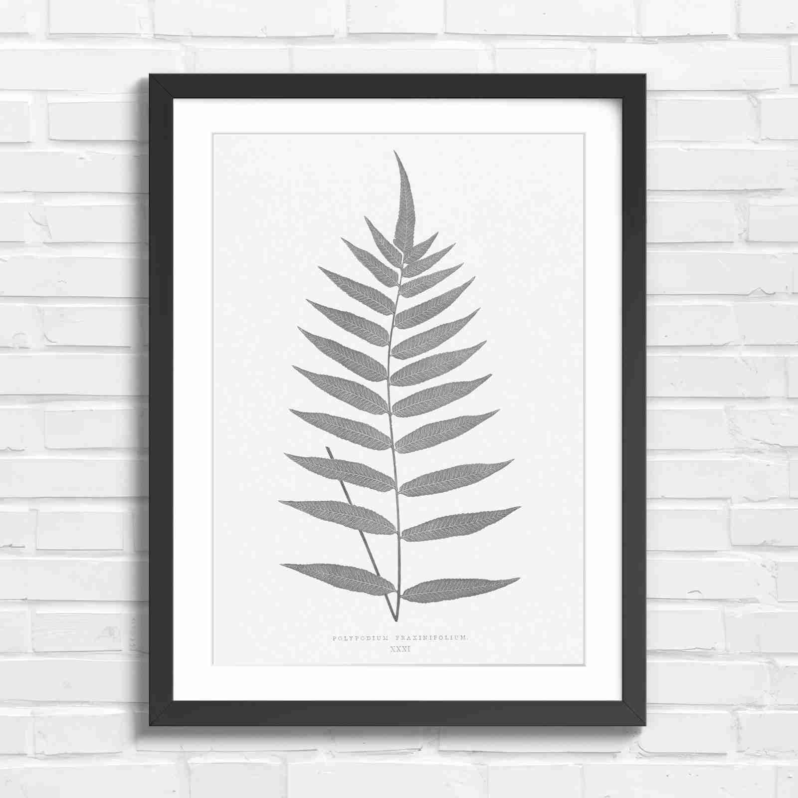 Polypodium Fraxinifolium Fern Leaf Botanical - Black & White in Black Frame