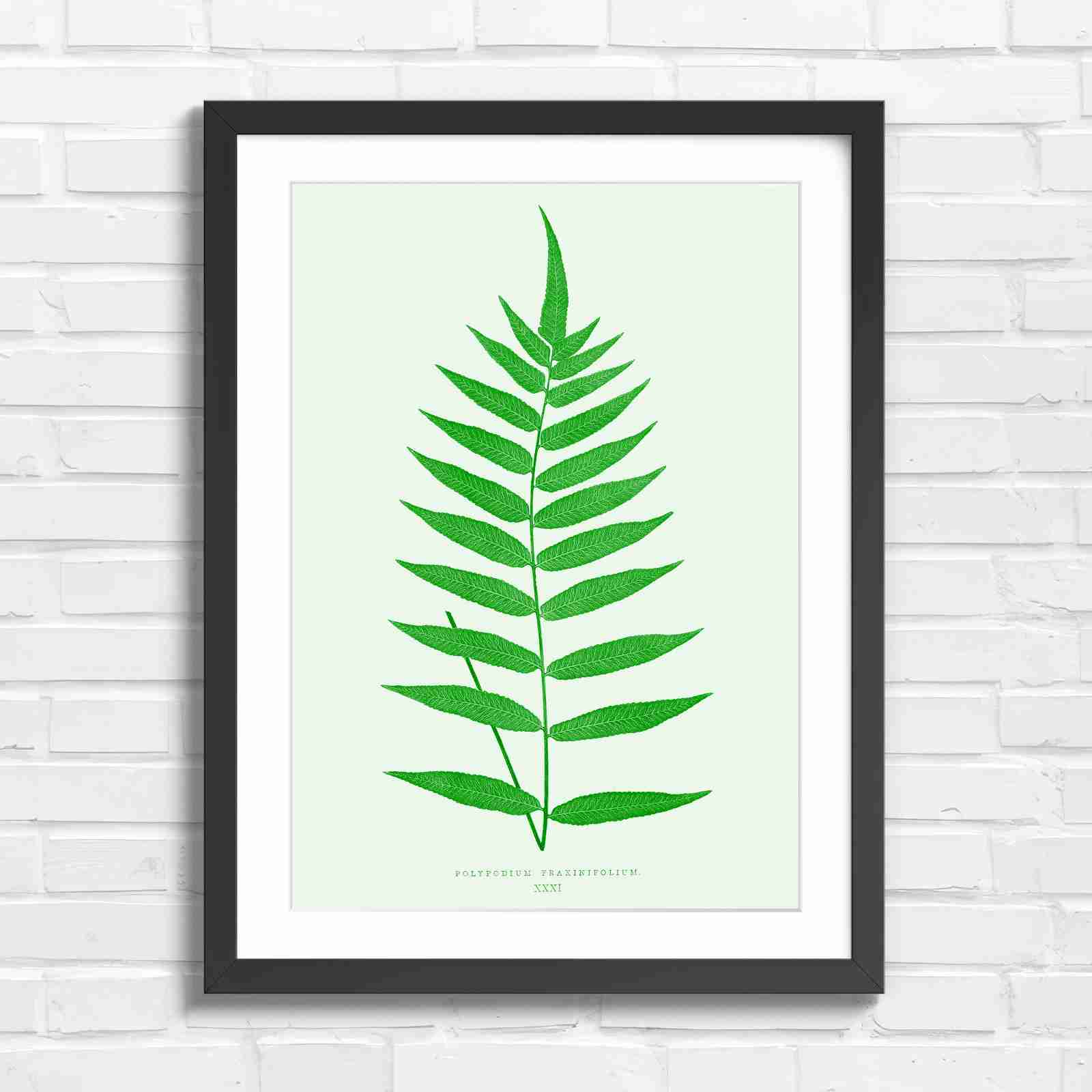 Polypodium Fraxinifolium Fern Leaf Botanical - Green in Black Frame