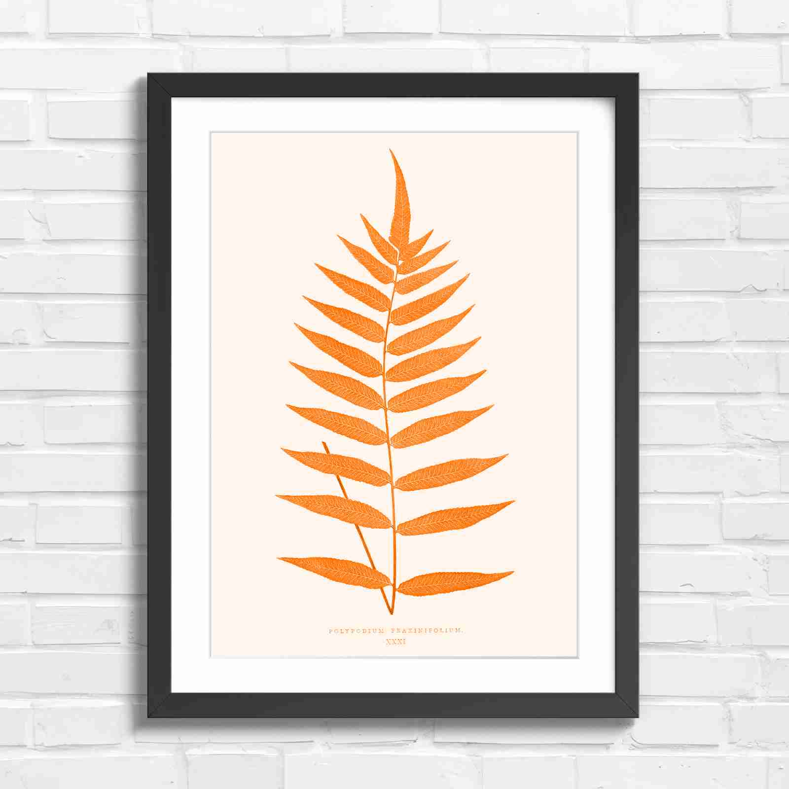 Polypodium Fraxinifolium Fern Leaf Botanical - Orange in Black Frame
