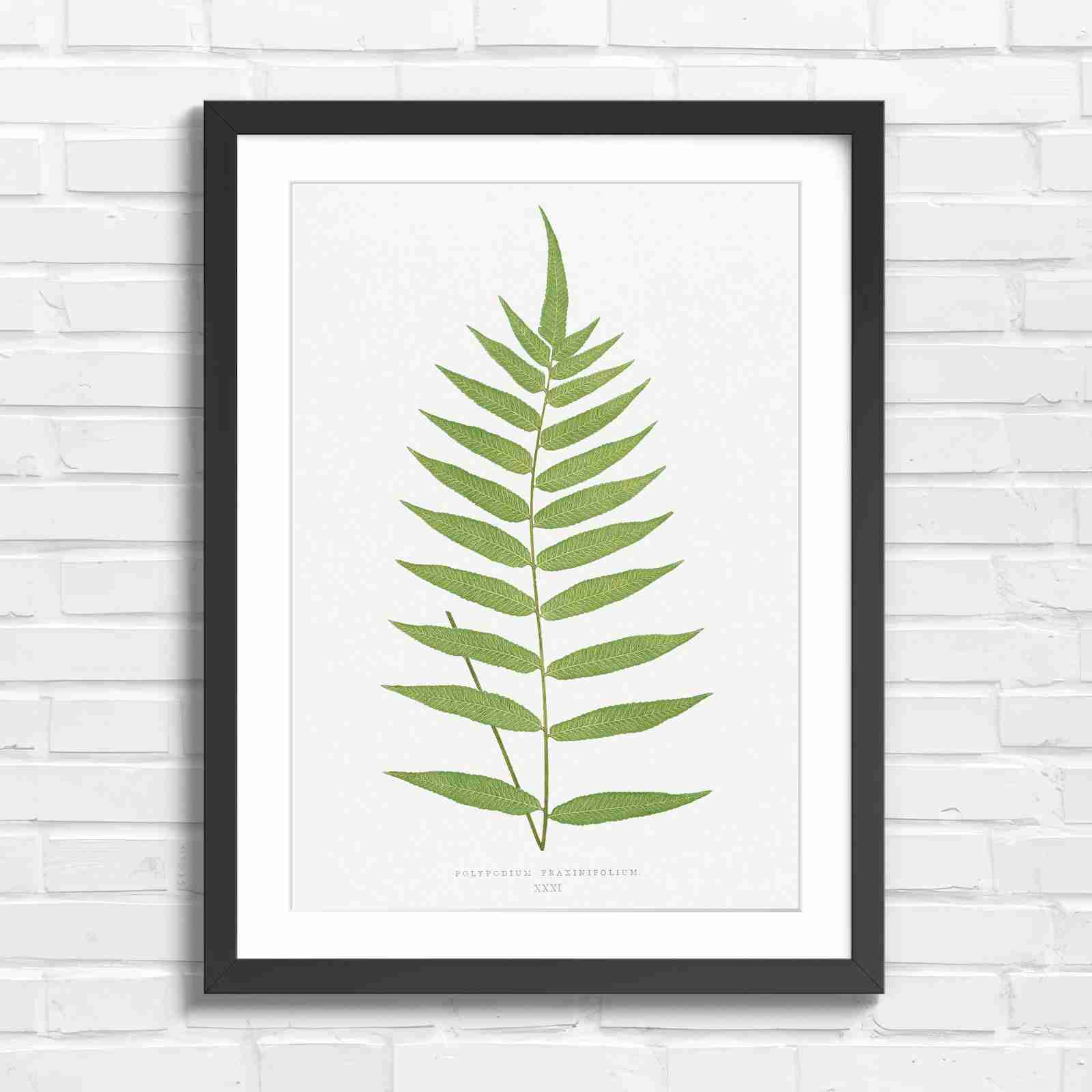 Polypodium Fraxinifolium Fern Leaf Botanical - Original in Black Frame