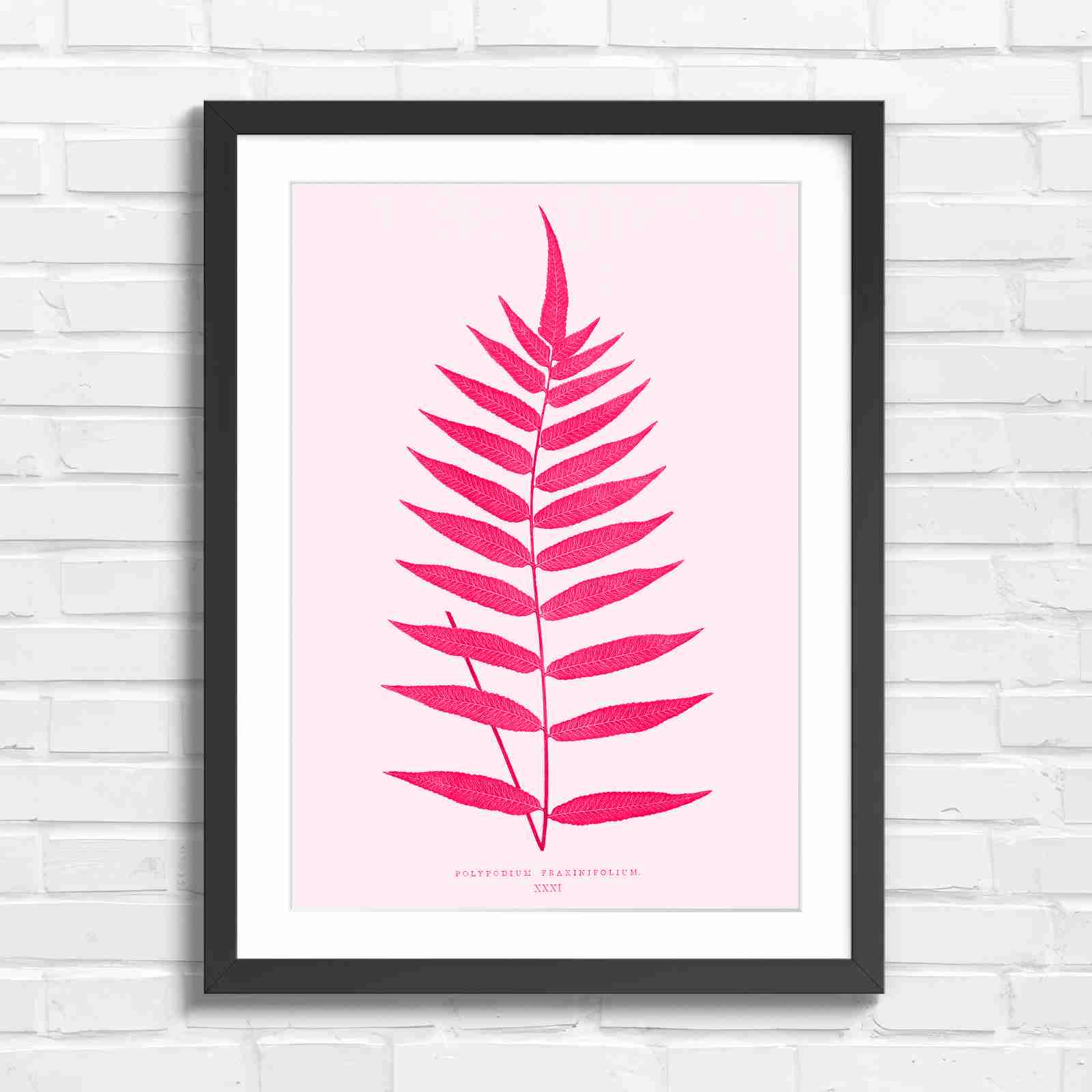 Polypodium Fraxinifolium Fern Leaf Botanical - Pink in Black Frame