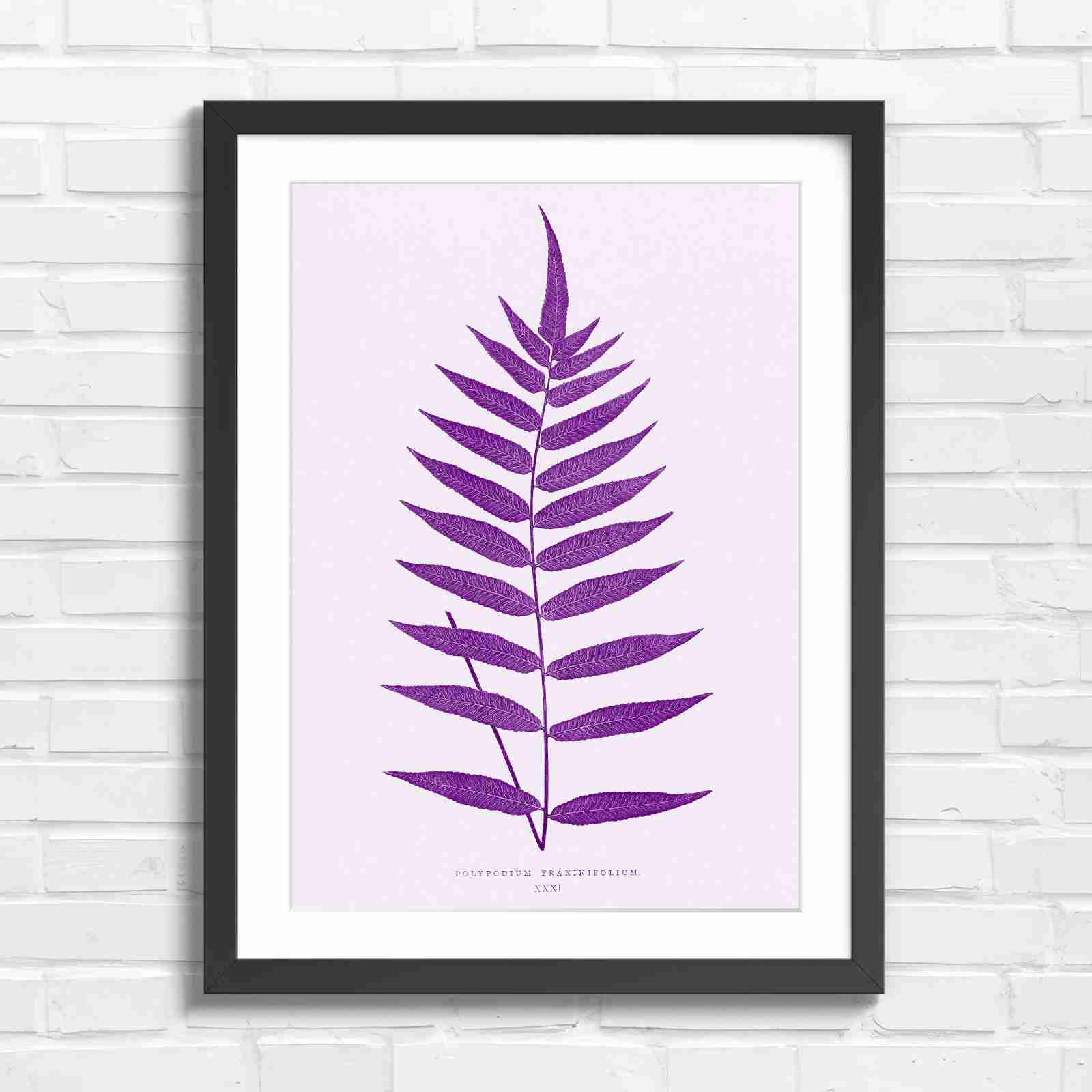Polypodium Fraxinifolium Fern Leaf Botanical - Purple in Black Frame
