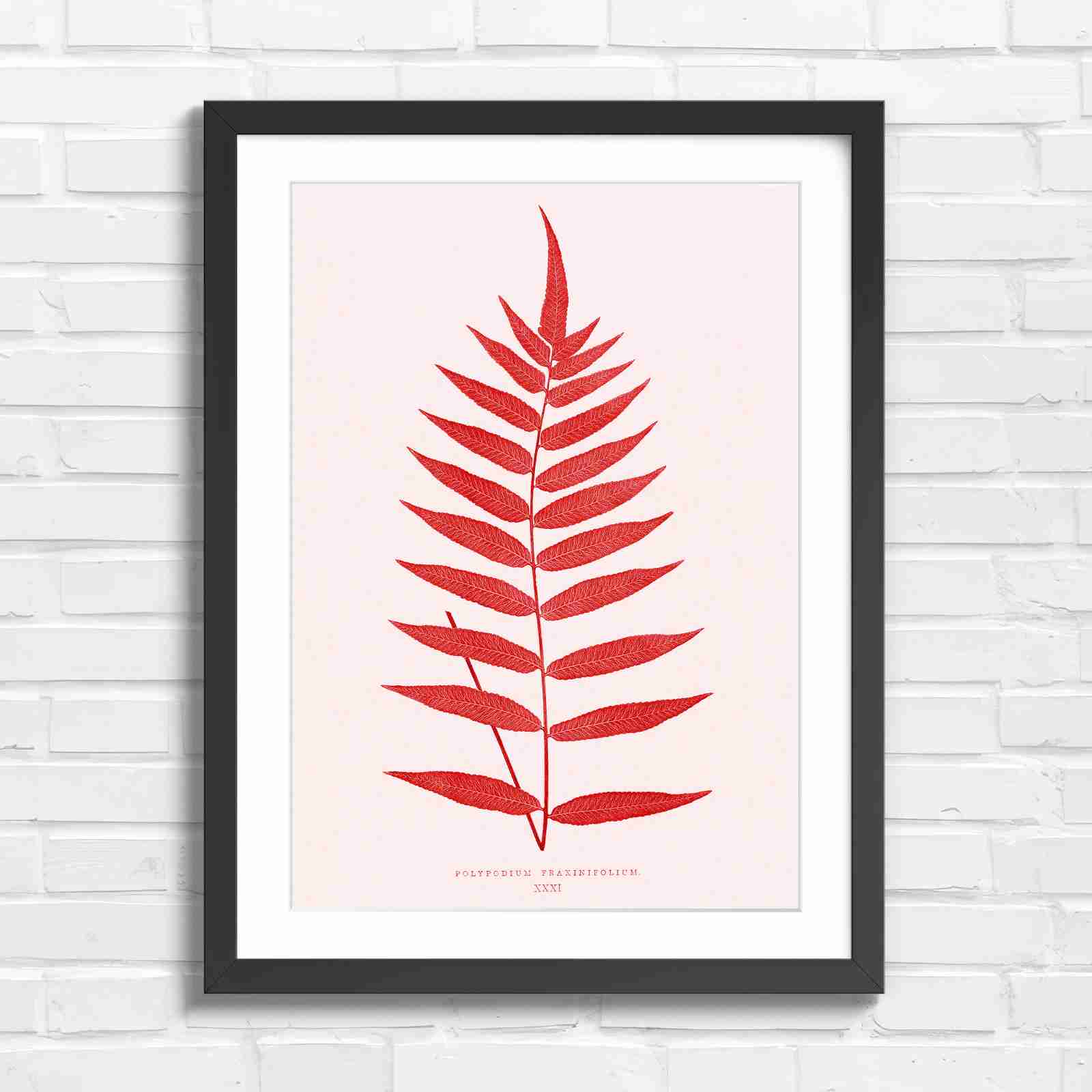 Polypodium Fraxinifolium Fern Leaf Botanical - Red in Black Frame