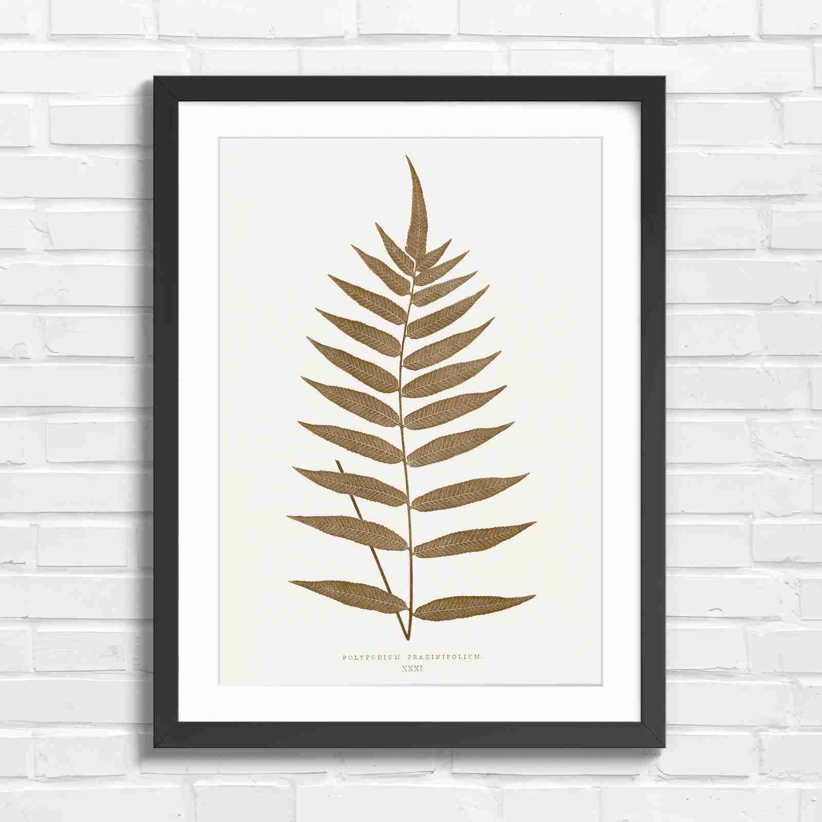 Polypodium Fraxinifolium Fern Leaf Botanical - Sepia in Black Frame