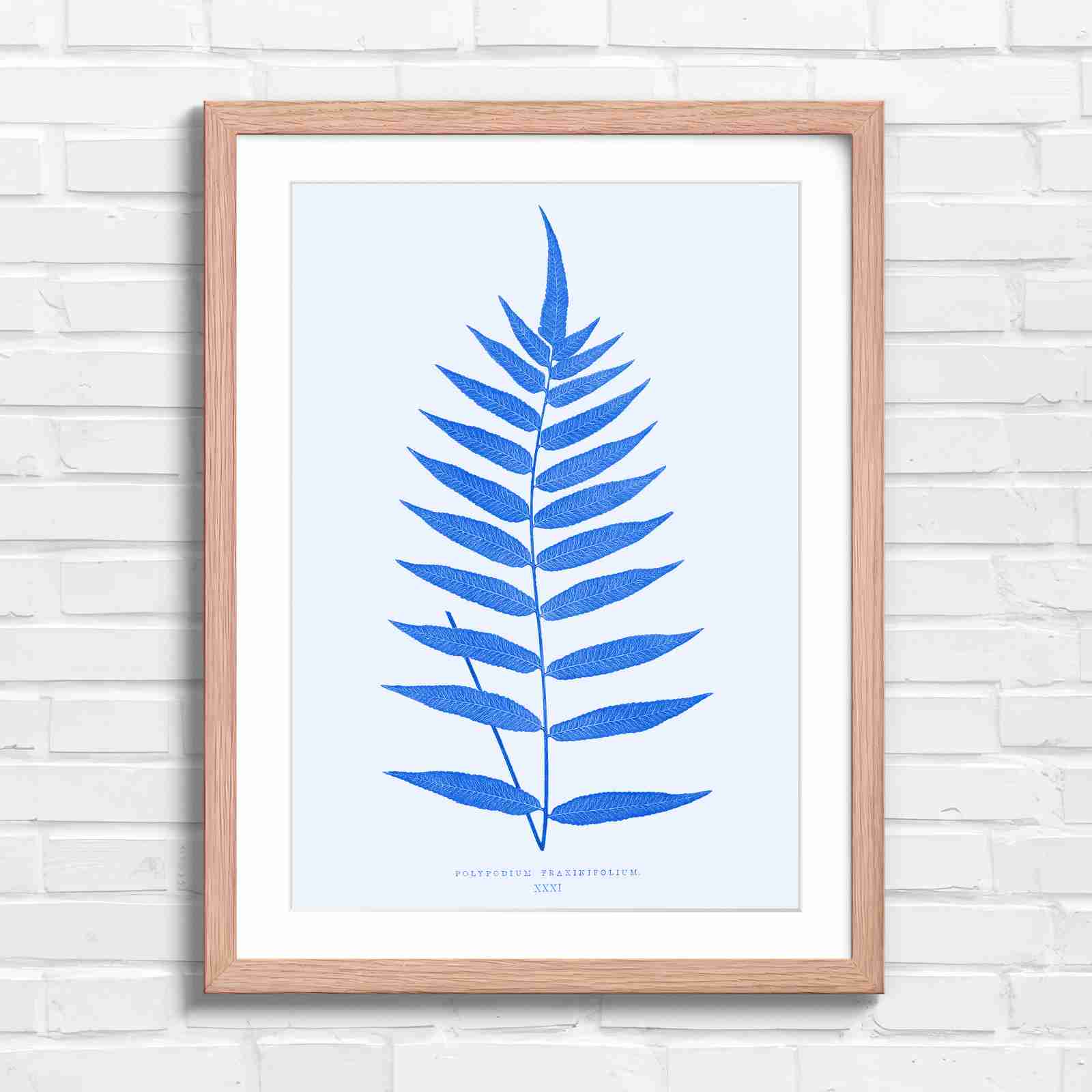 Polypodium Fraxinifolium Fern Leaf Botanical - Blue in Oak Frame