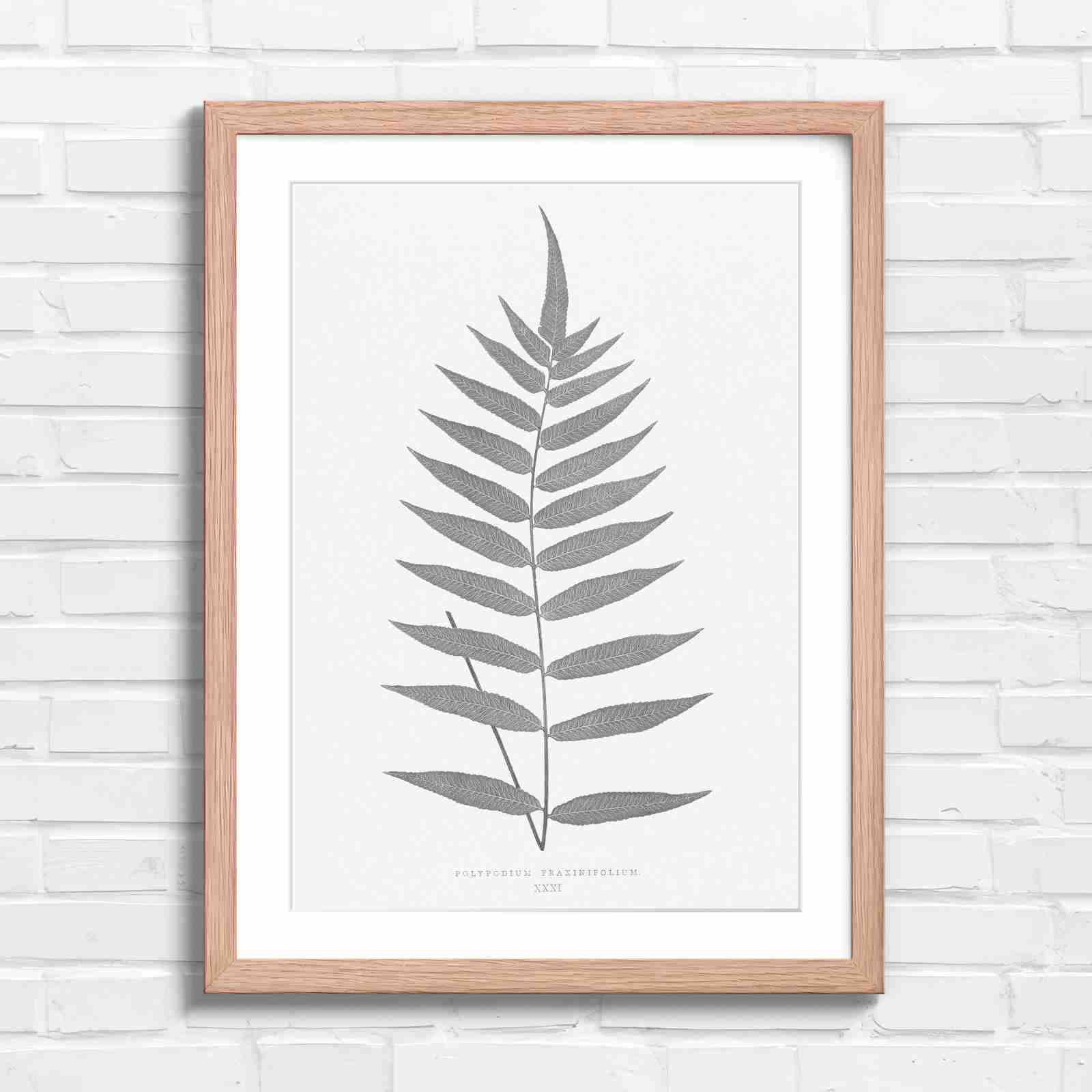 Polypodium Fraxinifolium Fern Leaf Botanical - Black & White in Oak Frame