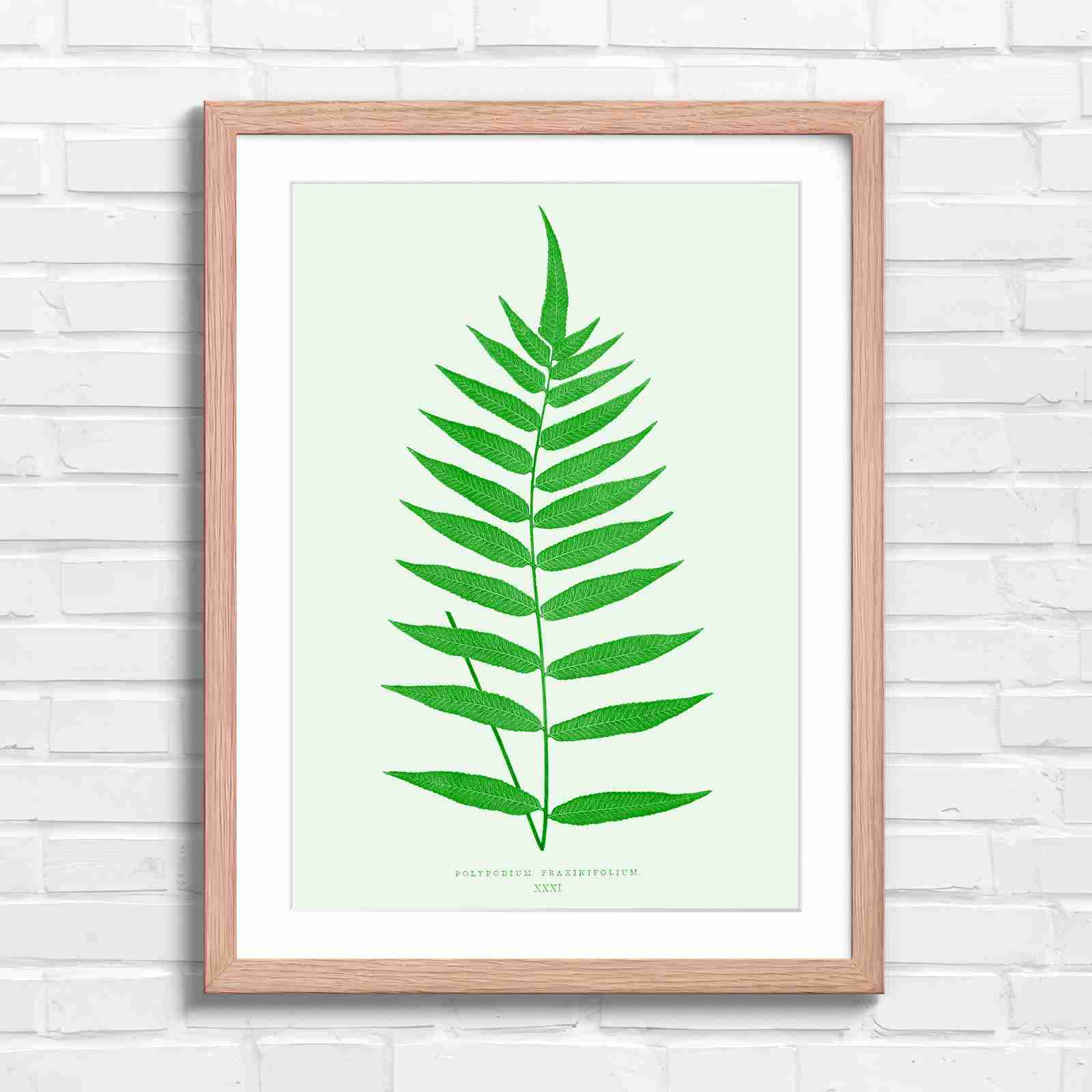 Polypodium Fraxinifolium Fern Leaf Botanical - Green in Oak Frame