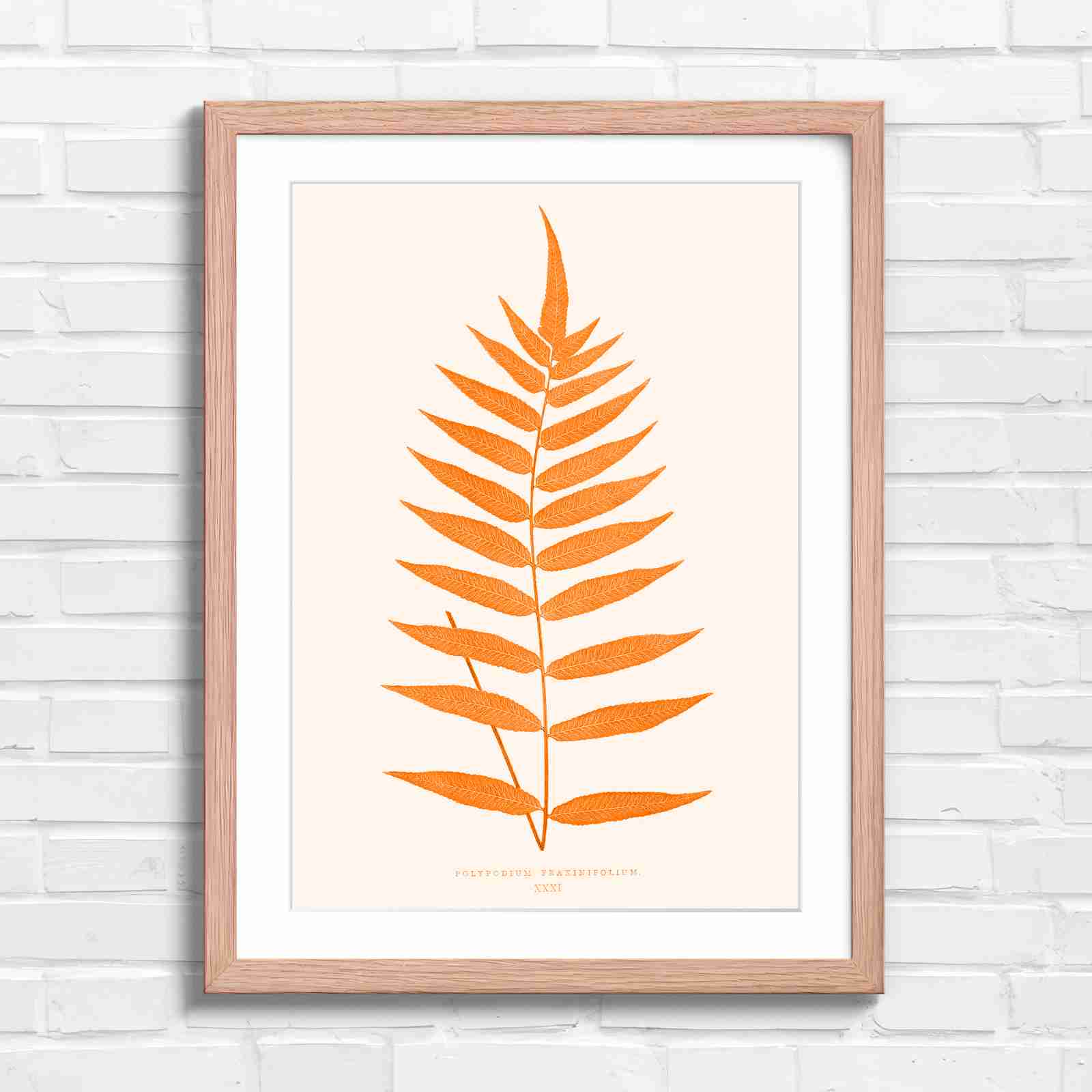 Polypodium Fraxinifolium Fern Leaf Botanical - Orange in Oak Frame