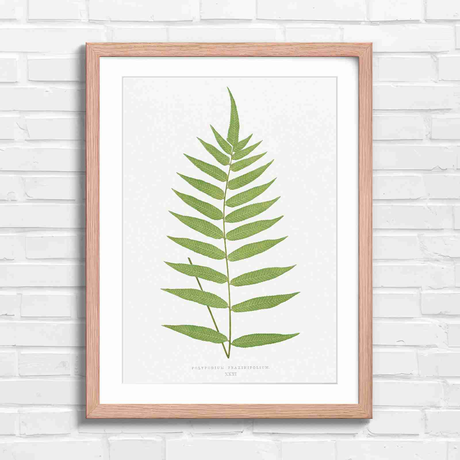 Polypodium Fraxinifolium Fern Leaf Botanical - Original in Oak Frame