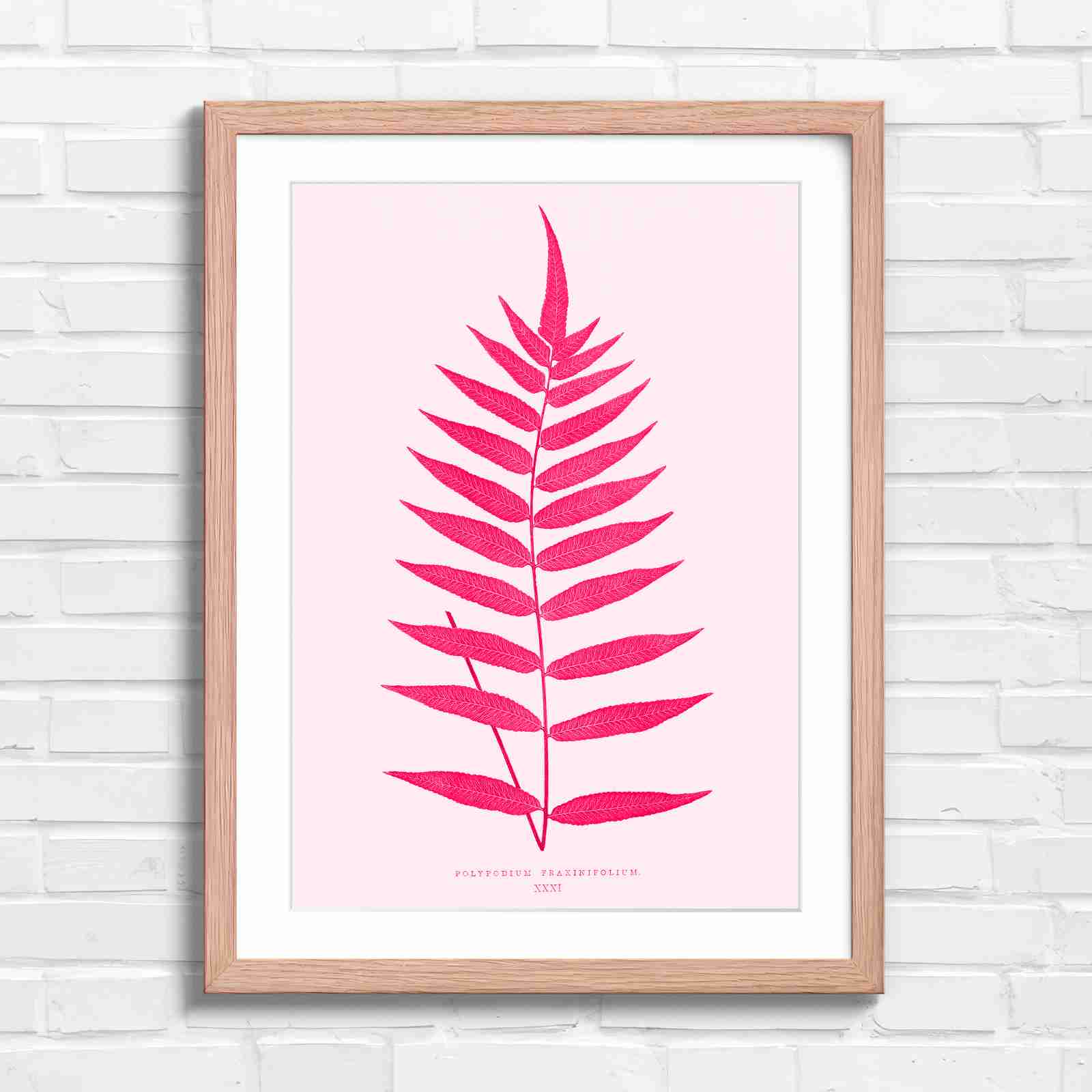 Polypodium Fraxinifolium Fern Leaf Botanical - Pink in Oak Frame