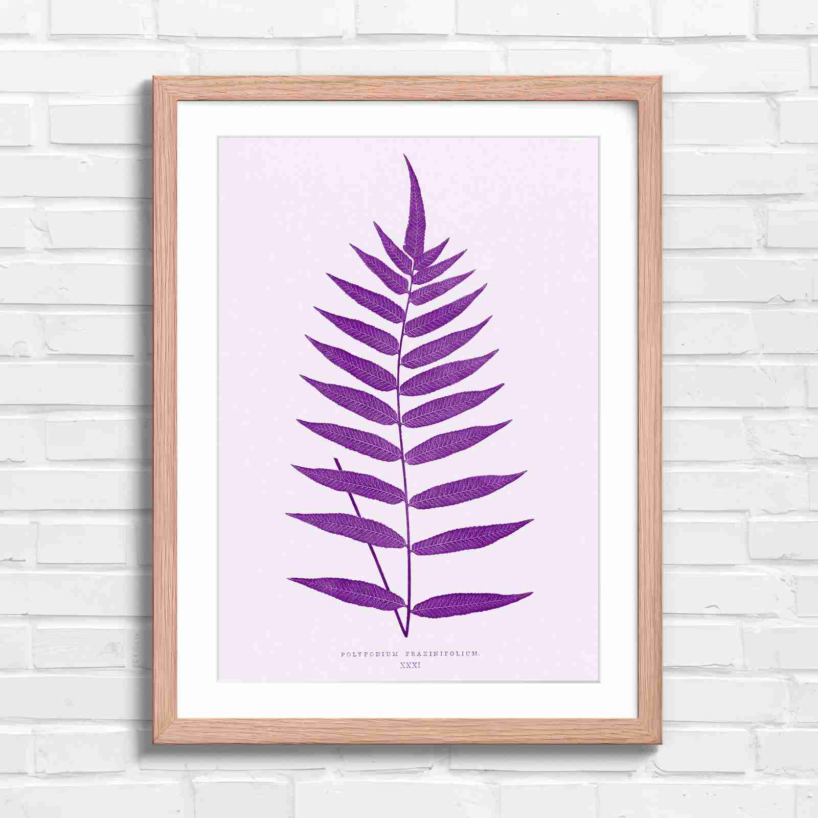 Polypodium Fraxinifolium Fern Leaf Botanical - Purple in Oak Frame