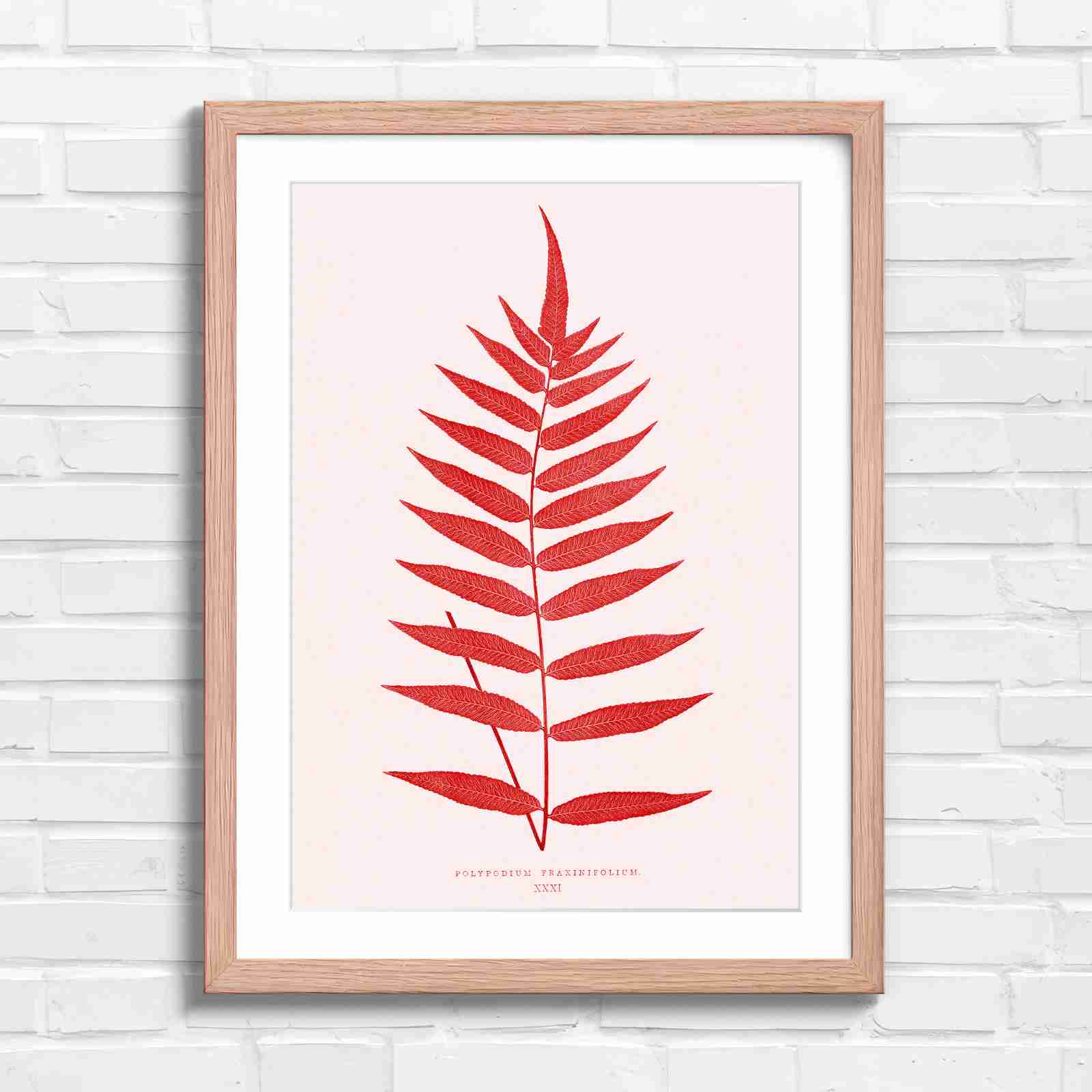 Polypodium Fraxinifolium Fern Leaf Botanical - Red in Oak Frame