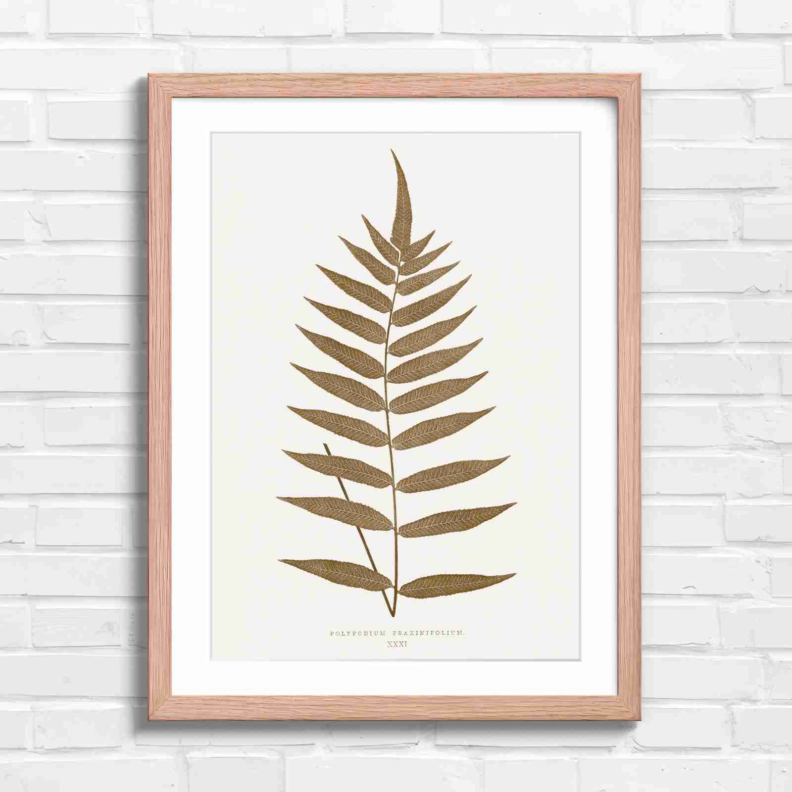 Polypodium Fraxinifolium Fern Leaf Botanical - Sepia in Oak Frame