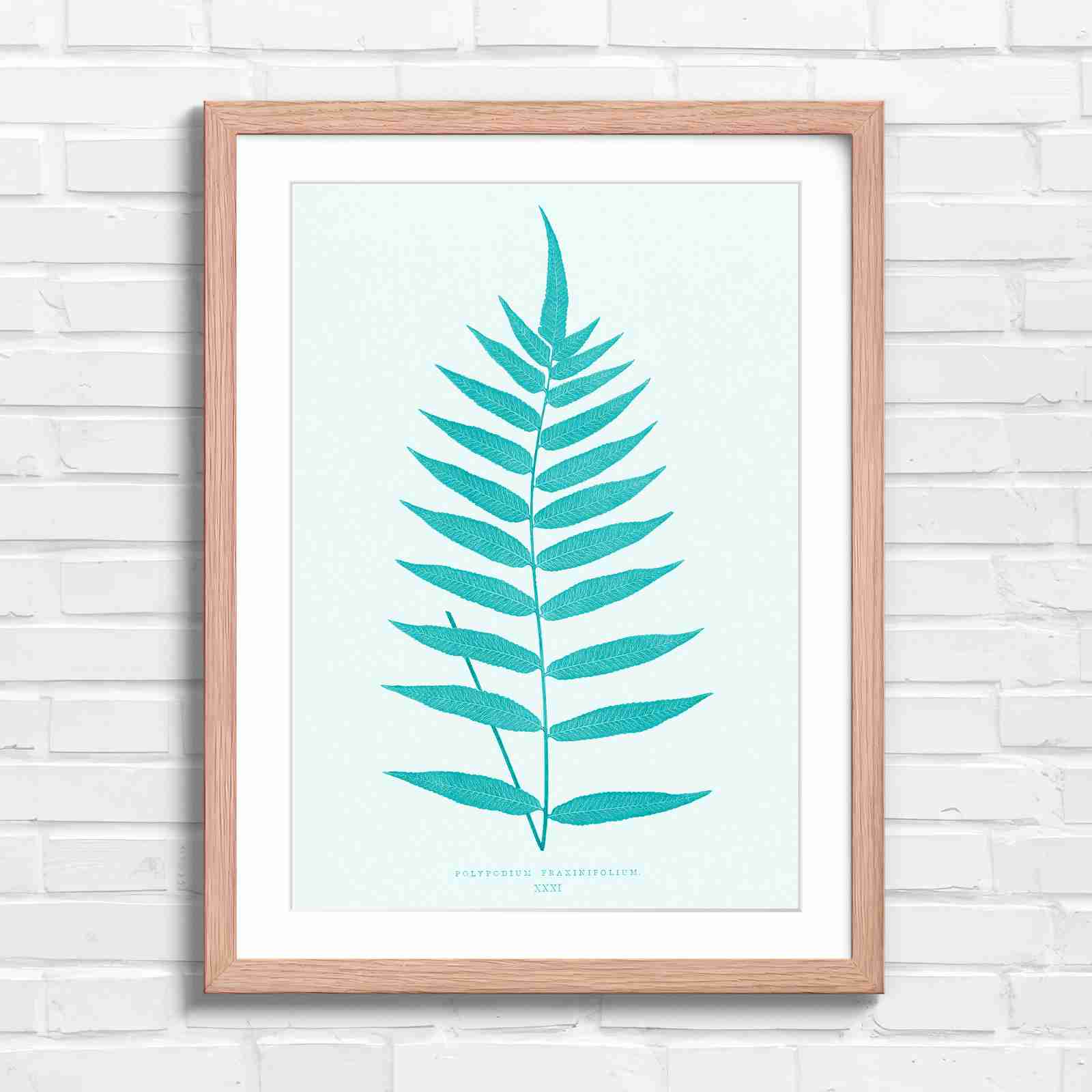Polypodium Fraxinifolium Fern Leaf Botanical - Teal in Oak Frame