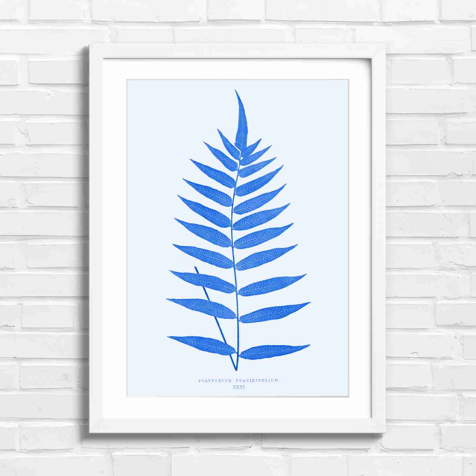 Polypodium Fraxinifolium Fern Leaf Botanical - Blue in White Frame