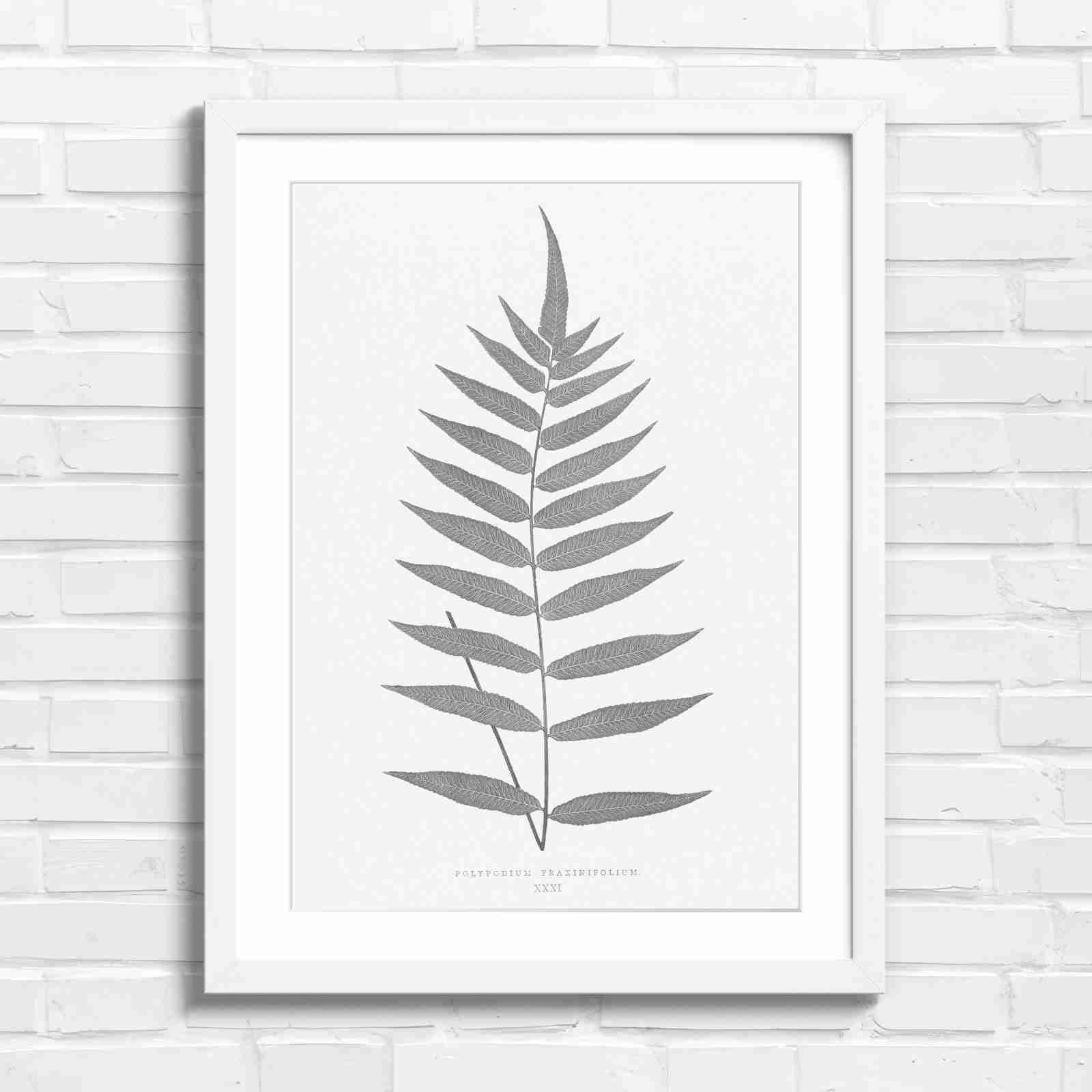 Polypodium Fraxinifolium Fern Leaf Botanical - Black & White in White Frame