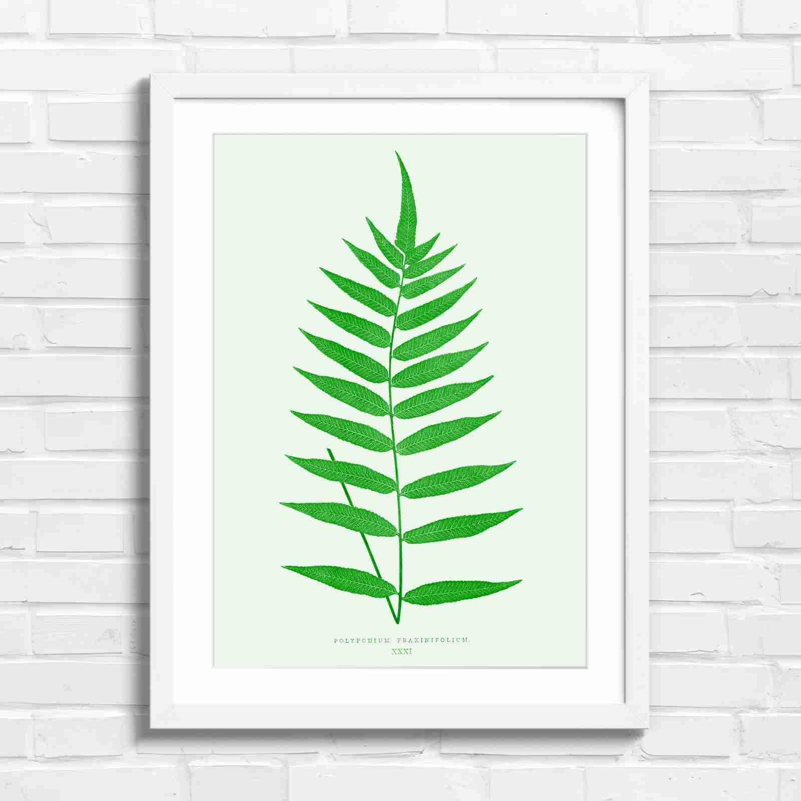 Polypodium Fraxinifolium Fern Leaf Botanical - Green in White Frame
