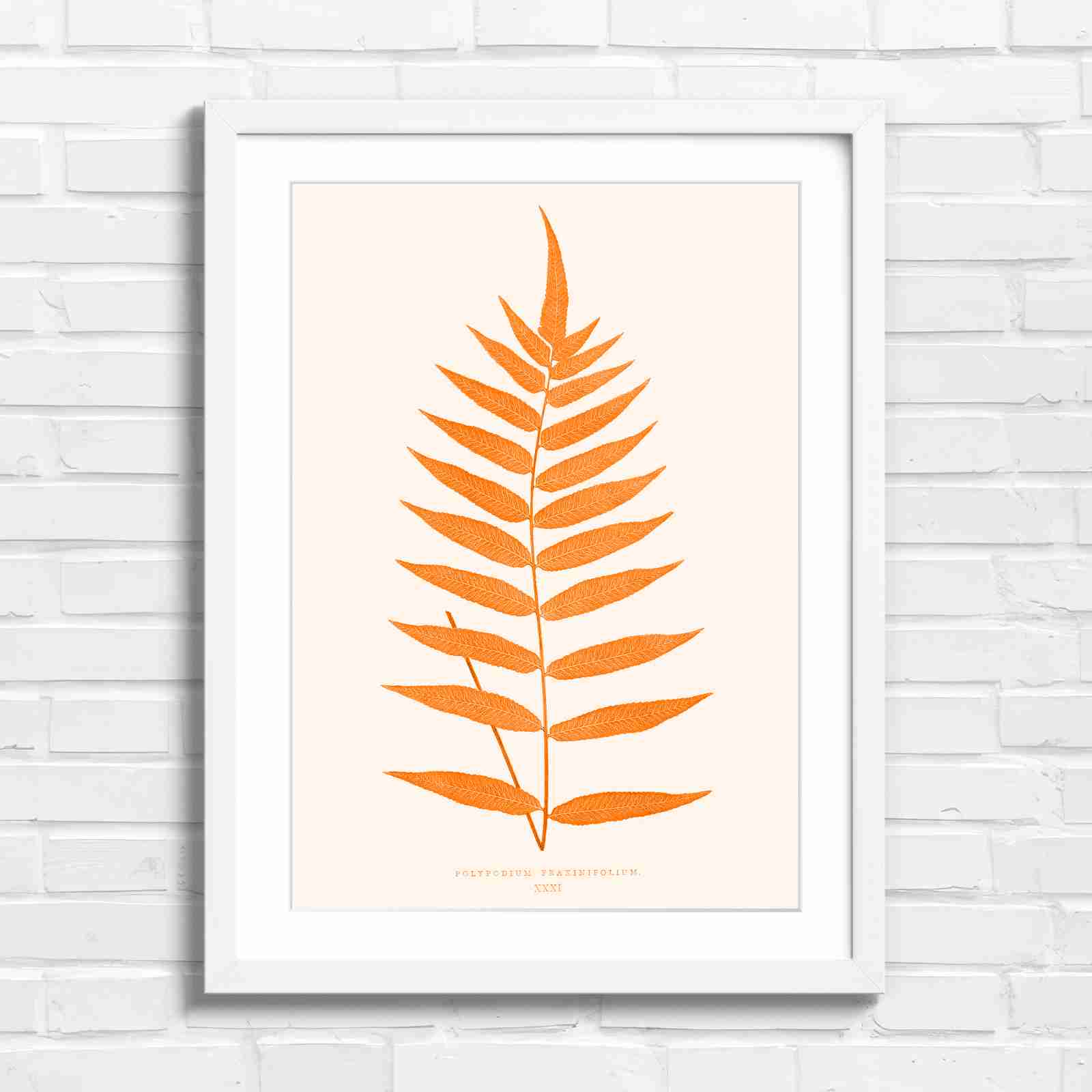 Polypodium Fraxinifolium Fern Leaf Botanical - Orange in White Frame