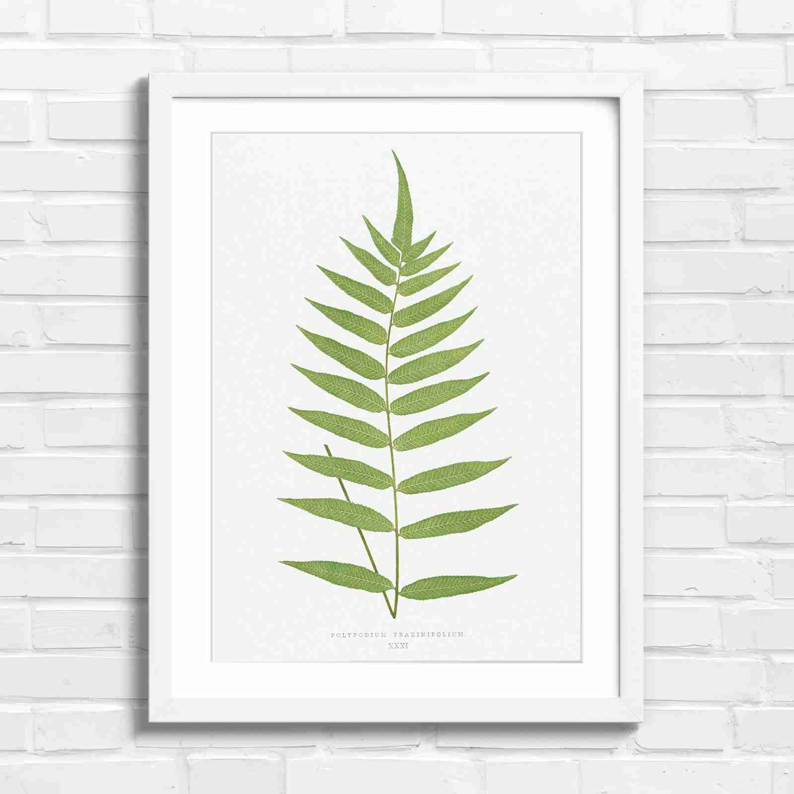 Polypodium Fraxinifolium Fern Leaf Botanical - Original in White Frame