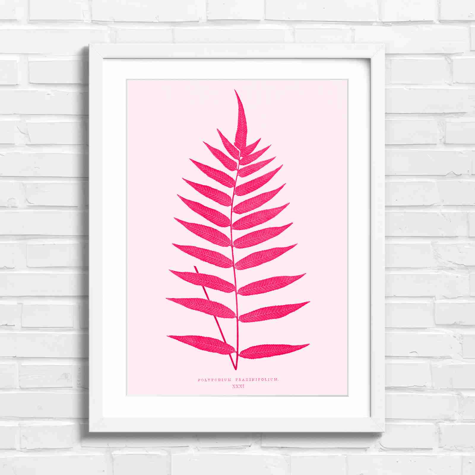 Polypodium Fraxinifolium Fern Leaf Botanical - Pink in White Frame