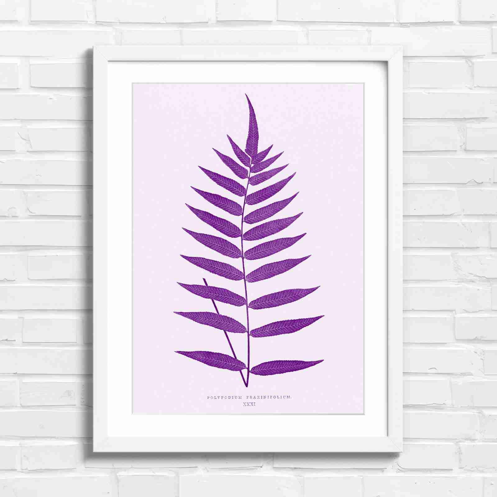 Polypodium Fraxinifolium Fern Leaf Botanical - Purple in White Frame