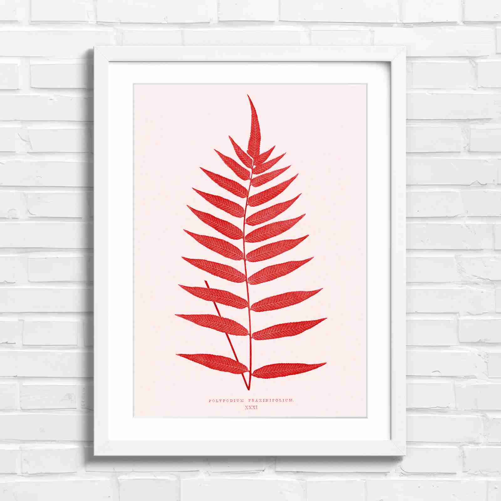 Polypodium Fraxinifolium Fern Leaf Botanical - Red in White Frame