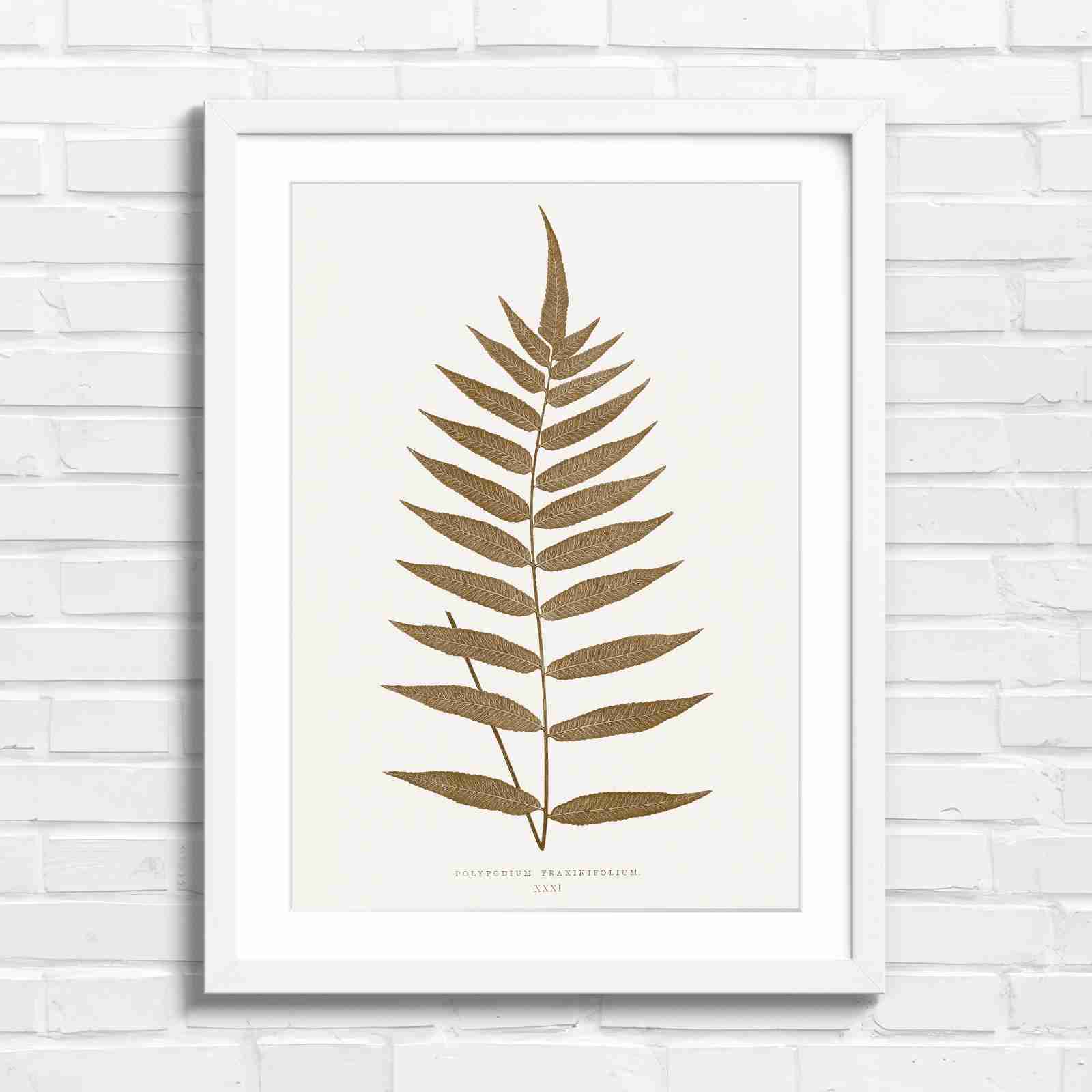 Polypodium Fraxinifolium Fern Leaf Botanical - Sepia in White Frame