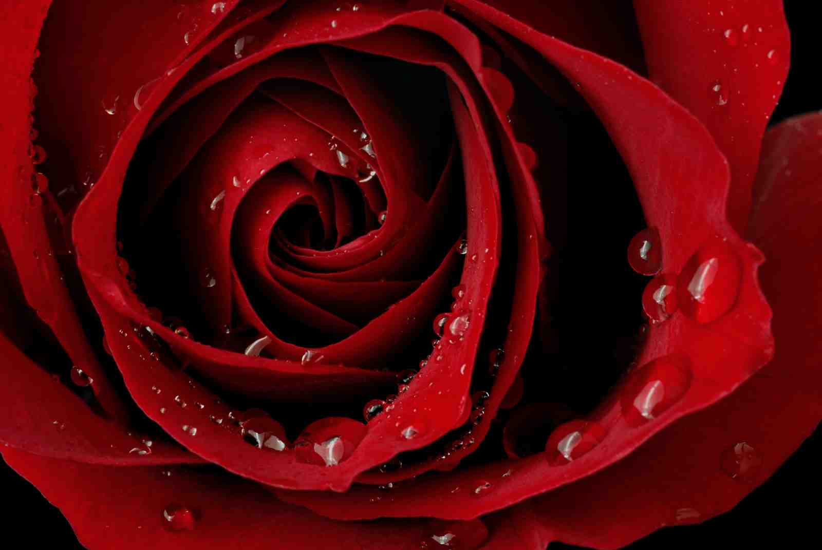 Elegant Red Rose Dewdrops Wall Art