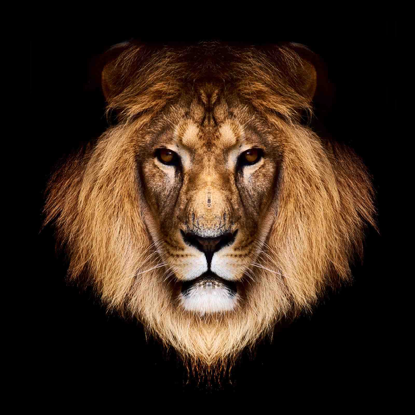 Majestic Lion Face Gold Mane Wall Art