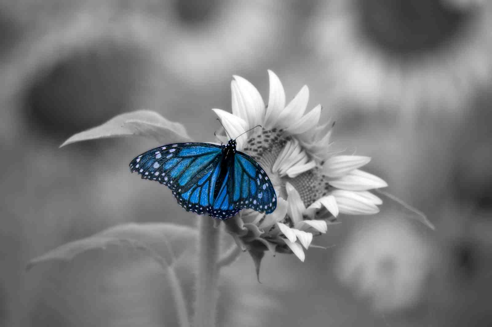 Vibrant Blue Butterfly Sunflower Wall Art