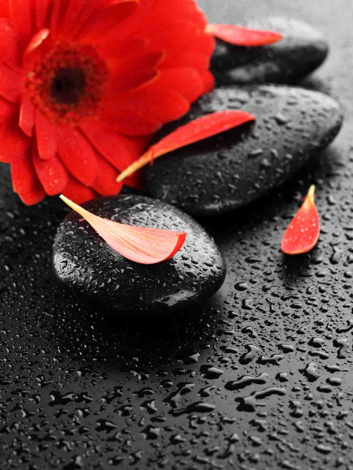 Vibrant Red Gerbera Zen Stones Wall Art