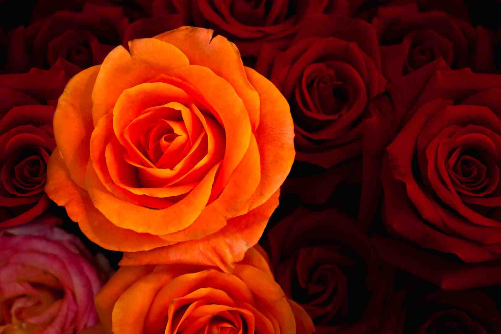 Vibrant Orange Rose Floral Wall Art