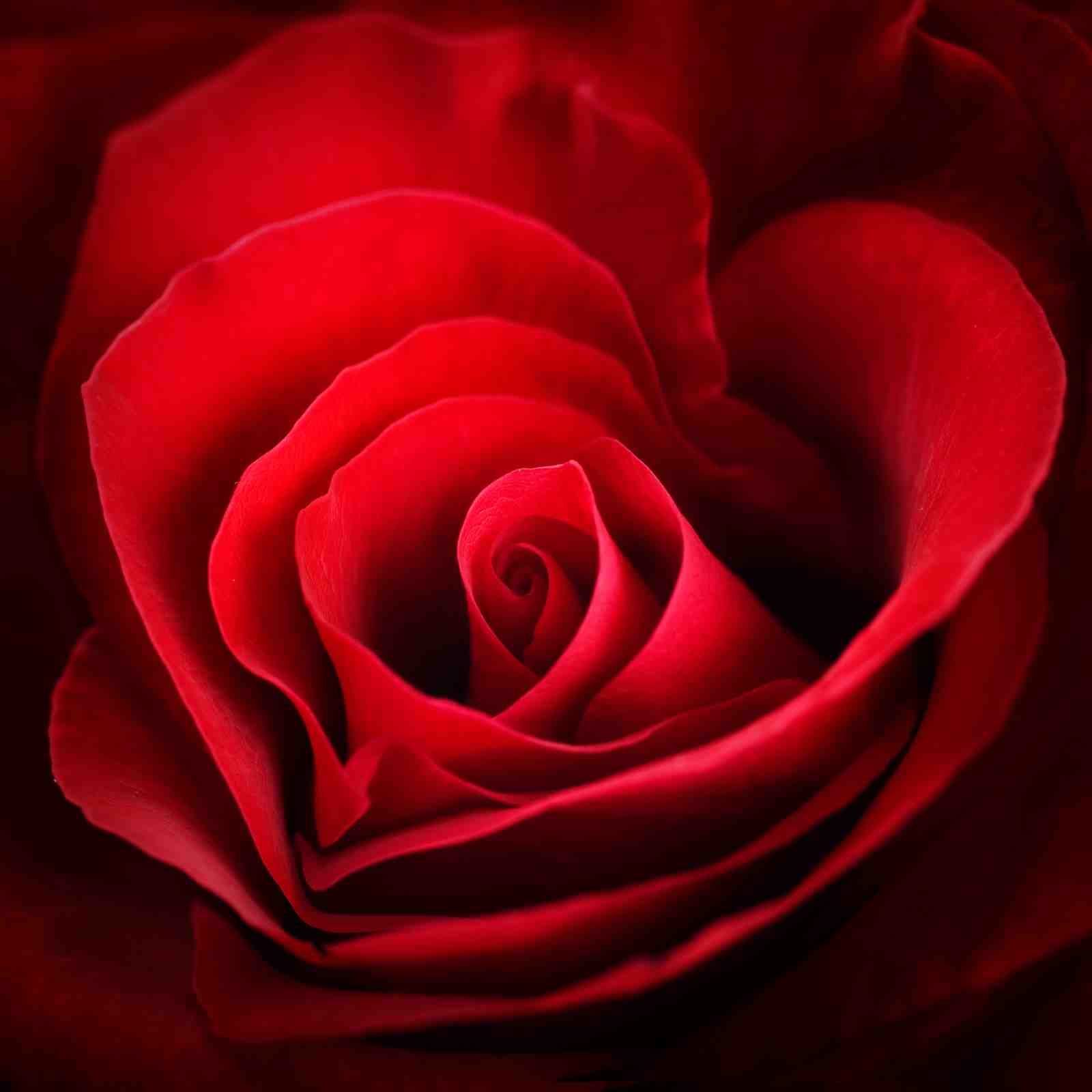 Luxurious Red Rose Petal Abstract Wall Art